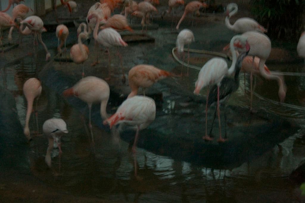 Beijing Zoo