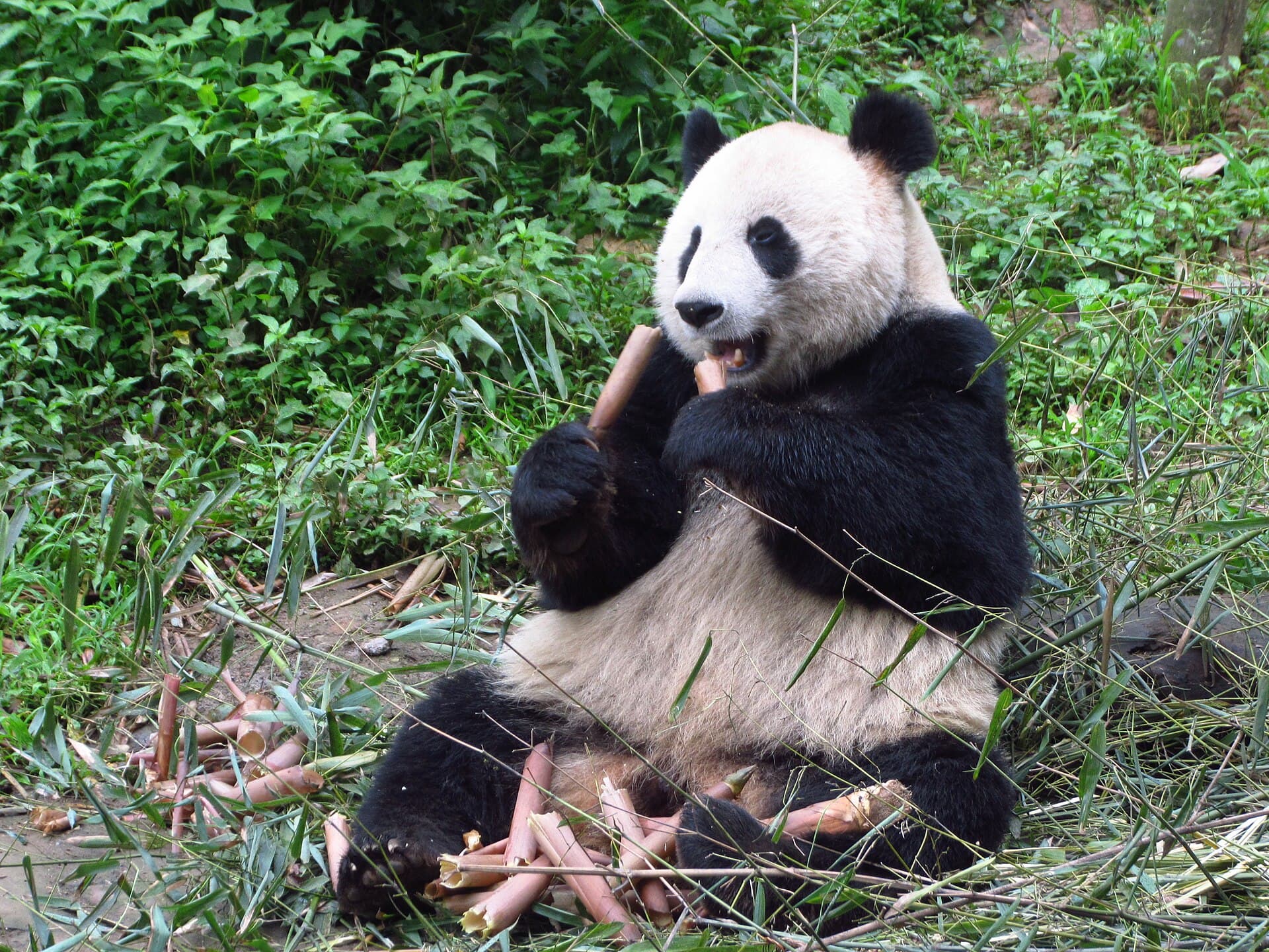 Bifengxia Canyon and Panda Base
