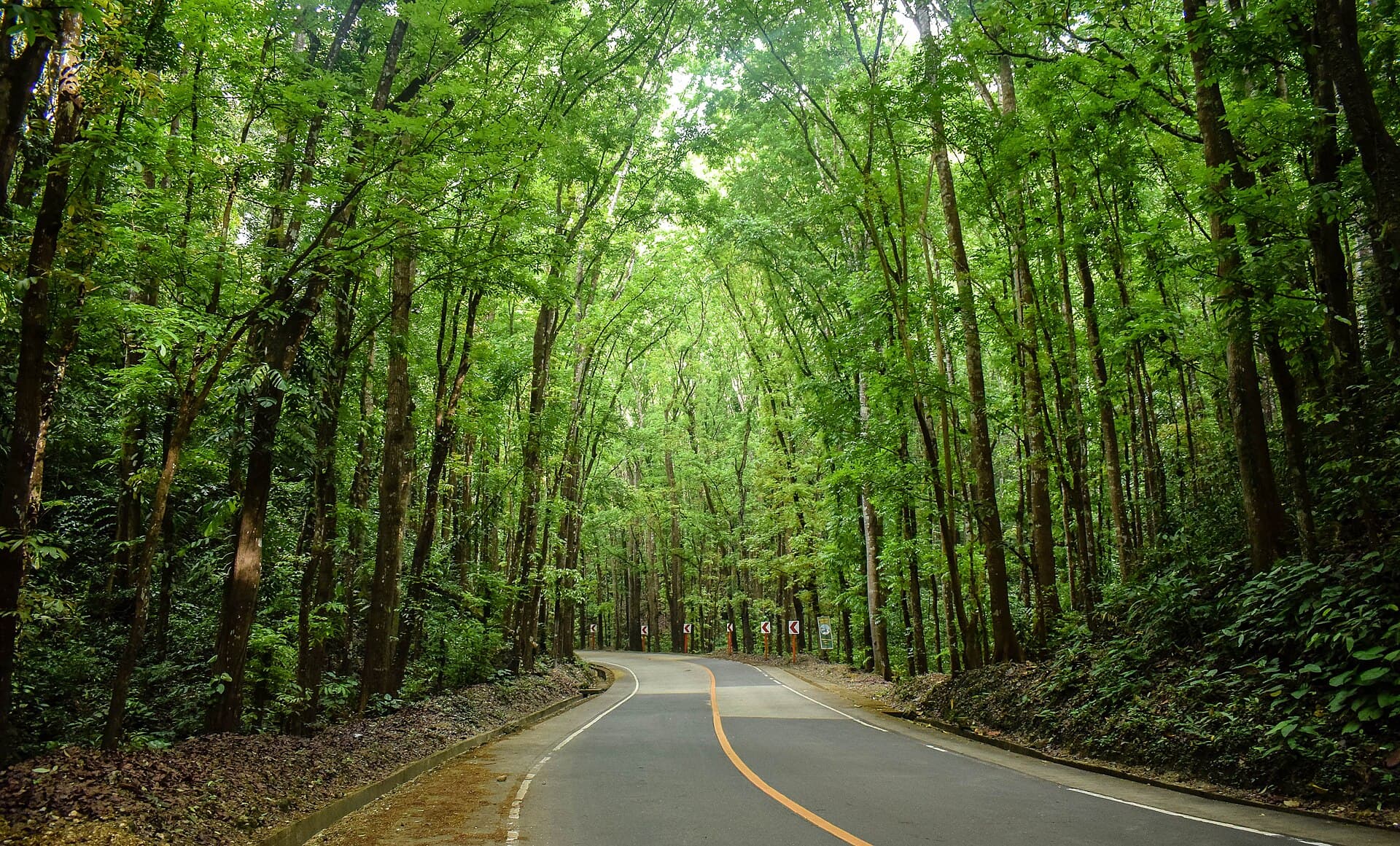 Bilar Man-Made Forest