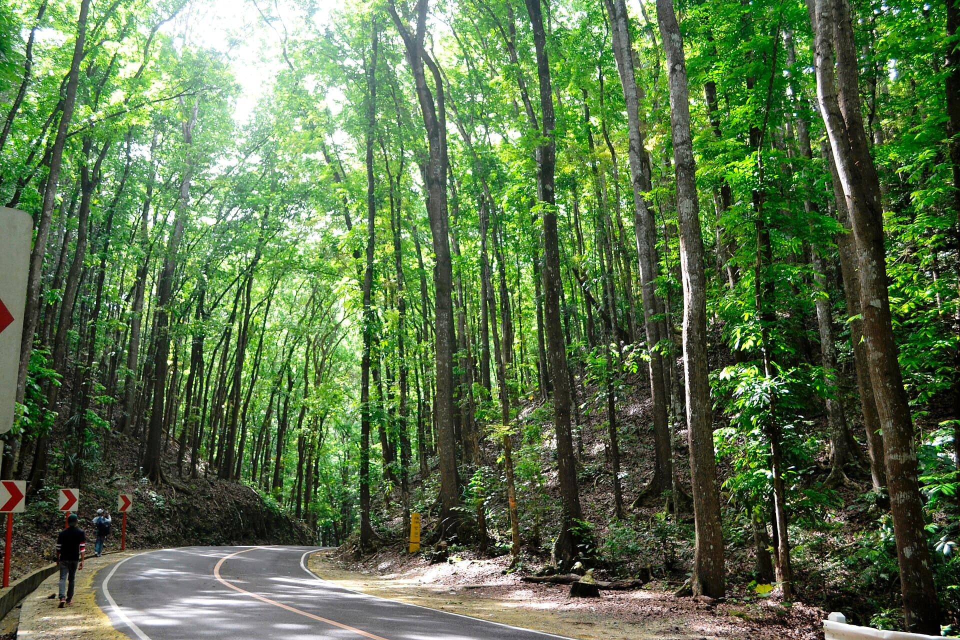 Bilar Man-Made Forest