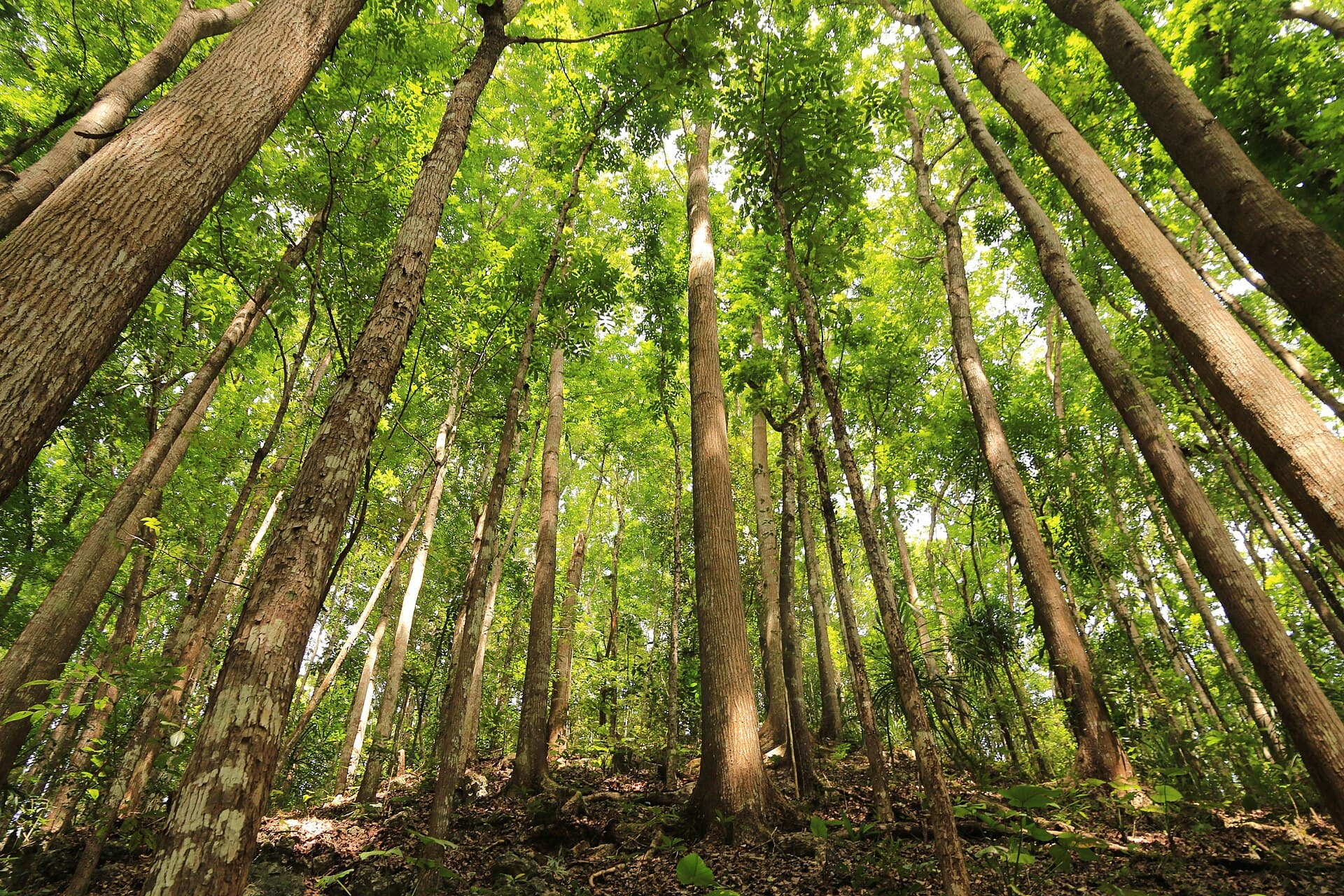 Bilar Man-Made Forest