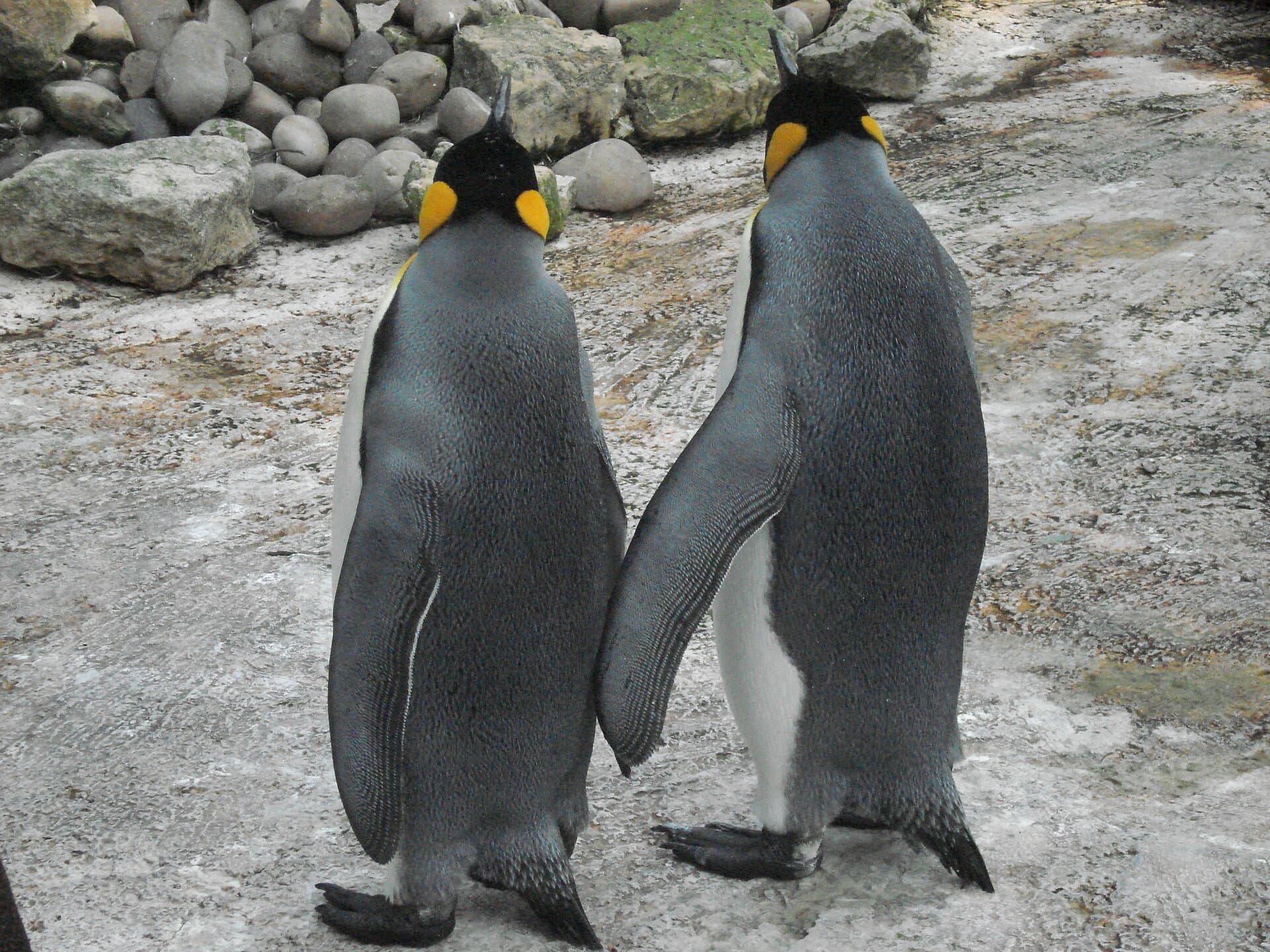 Birdland Park and Gardens, Bourton-on-the-Water