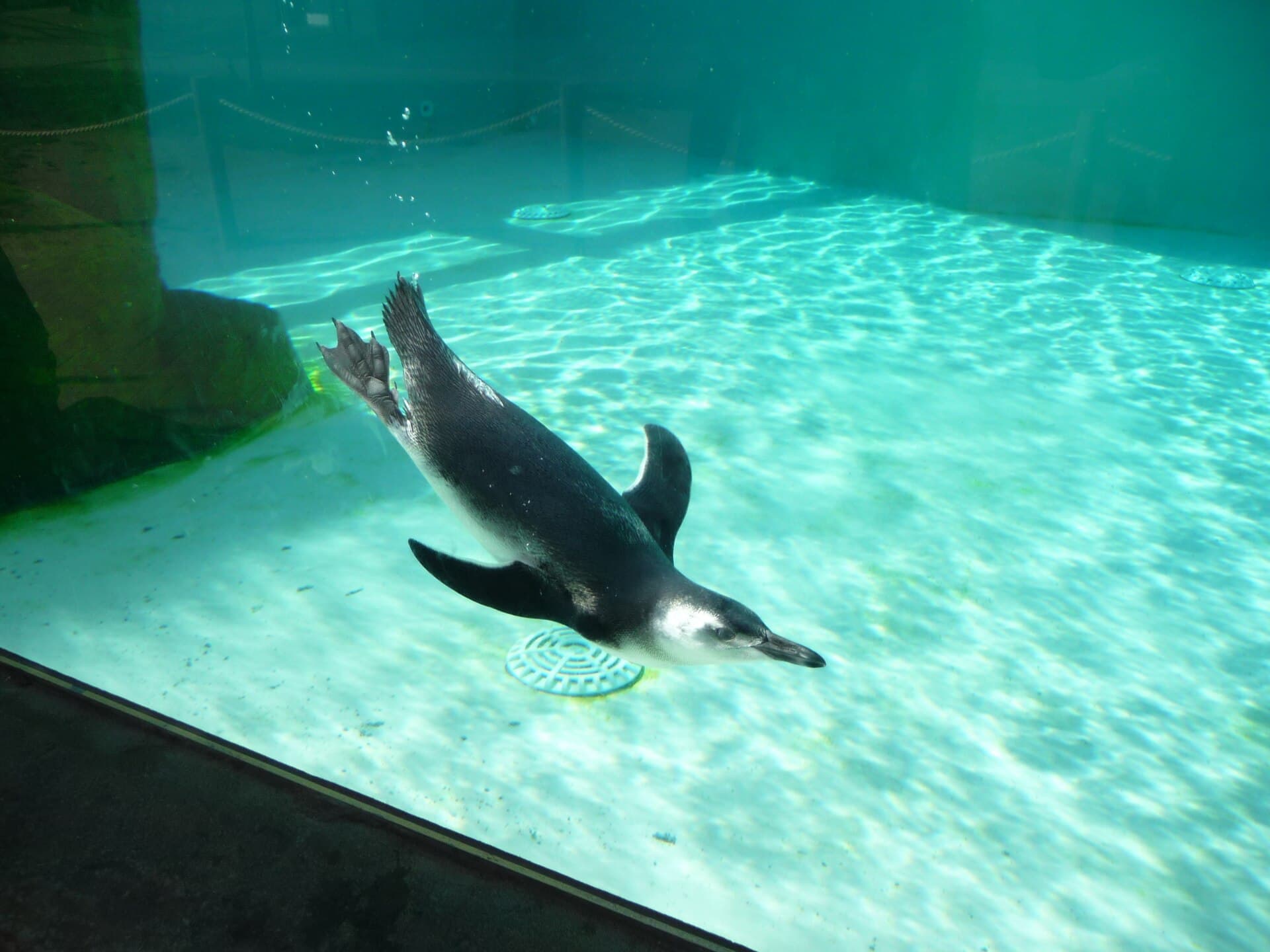 Blackpool Zoo, Blackpool