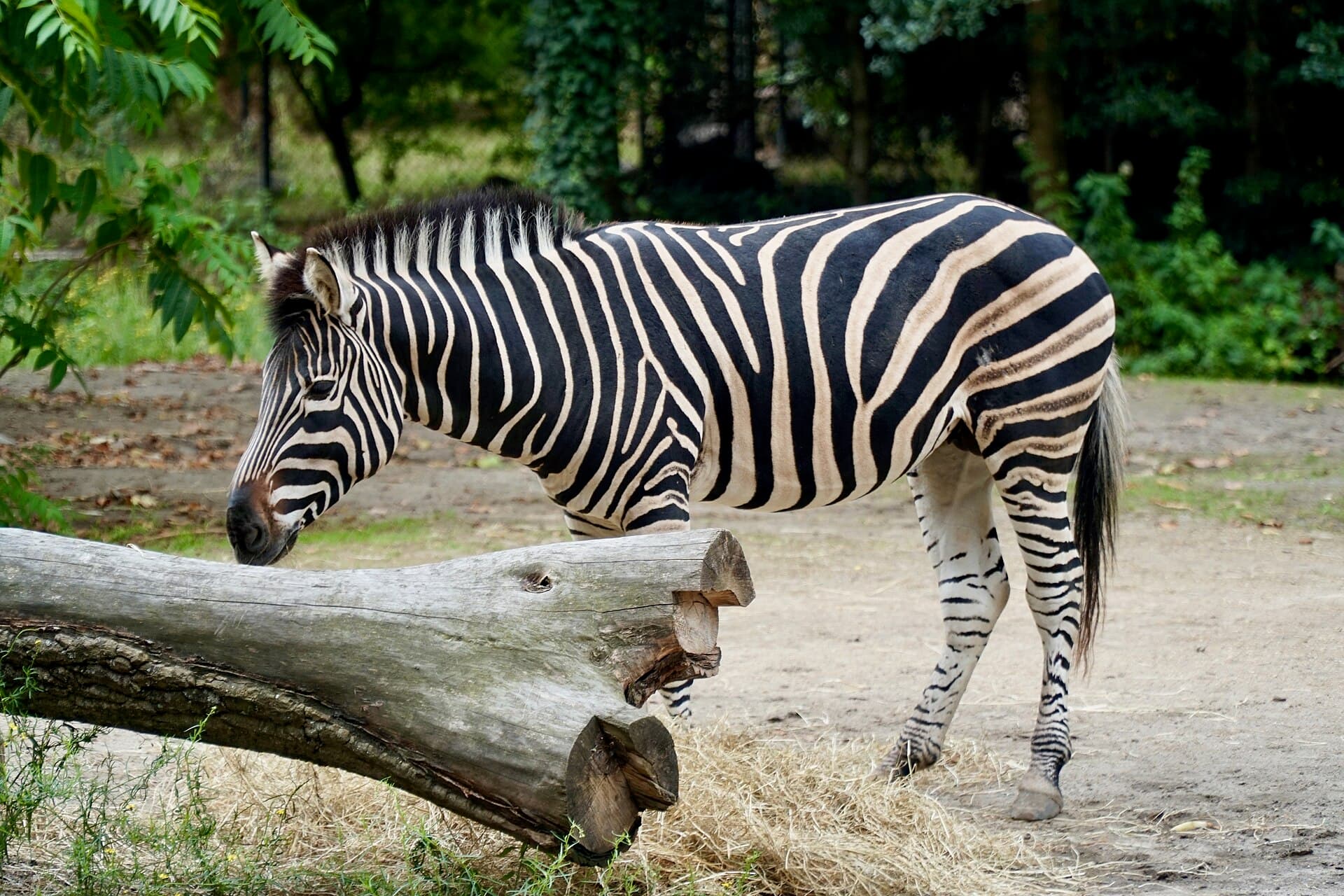 Blijdorp Zoo, Rotterdam