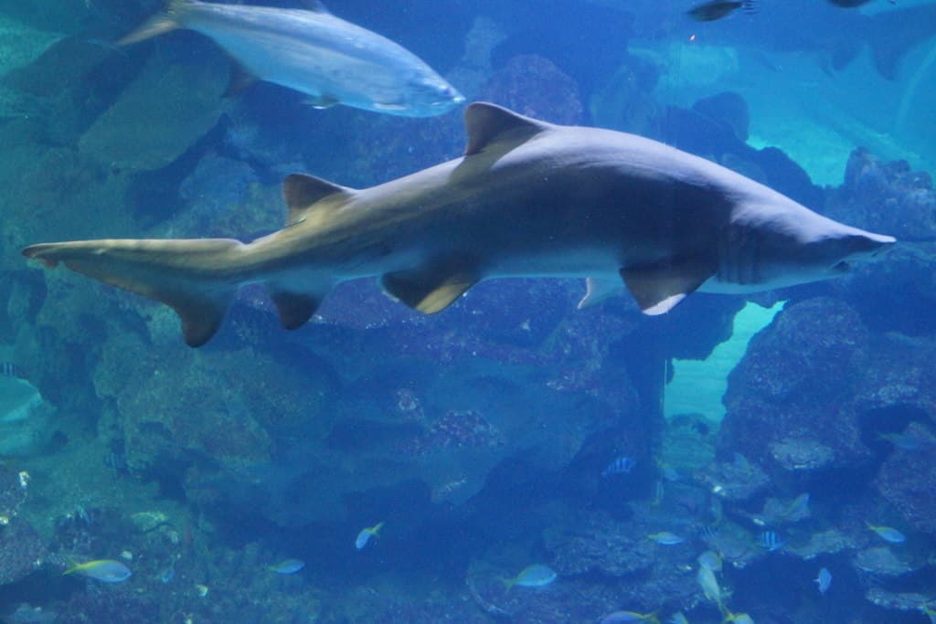 Blue Planet Aquarium, Chester