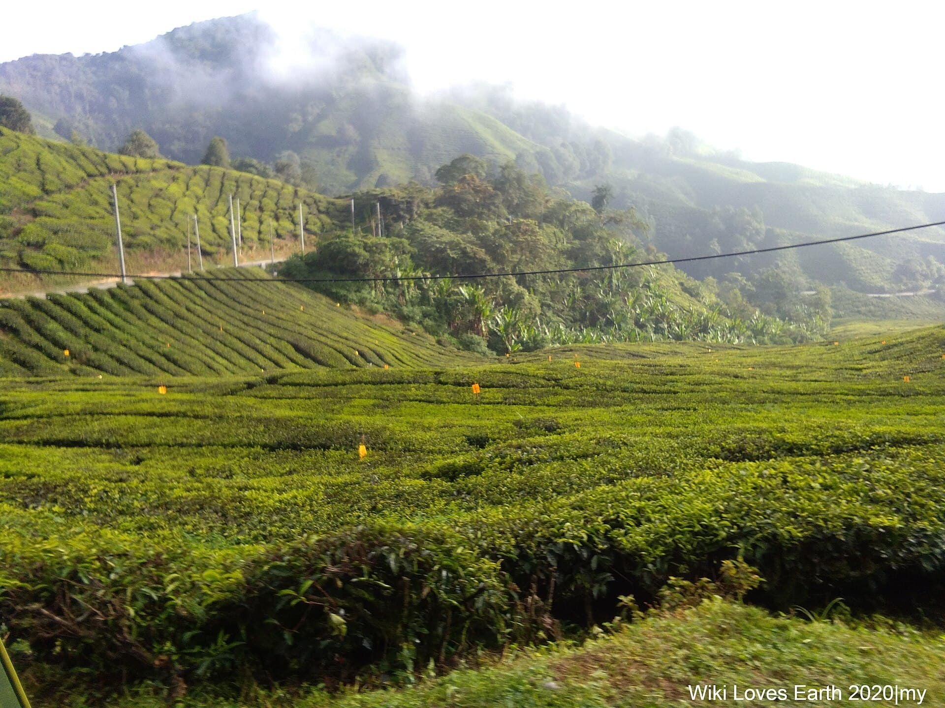 BOH Sungei Palas Tea Centre