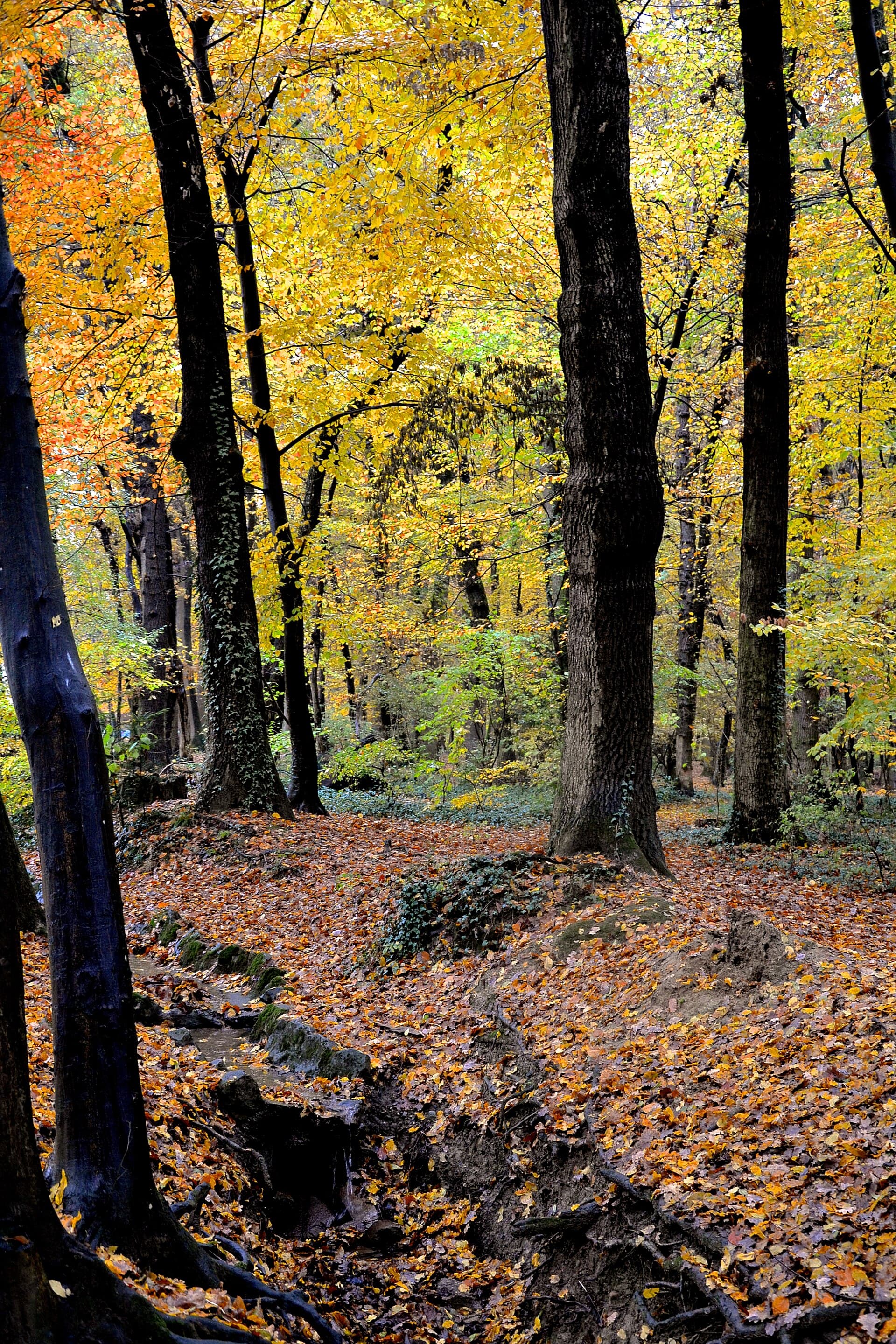 Bois de la Bâtie and its Animal Park, Geneva