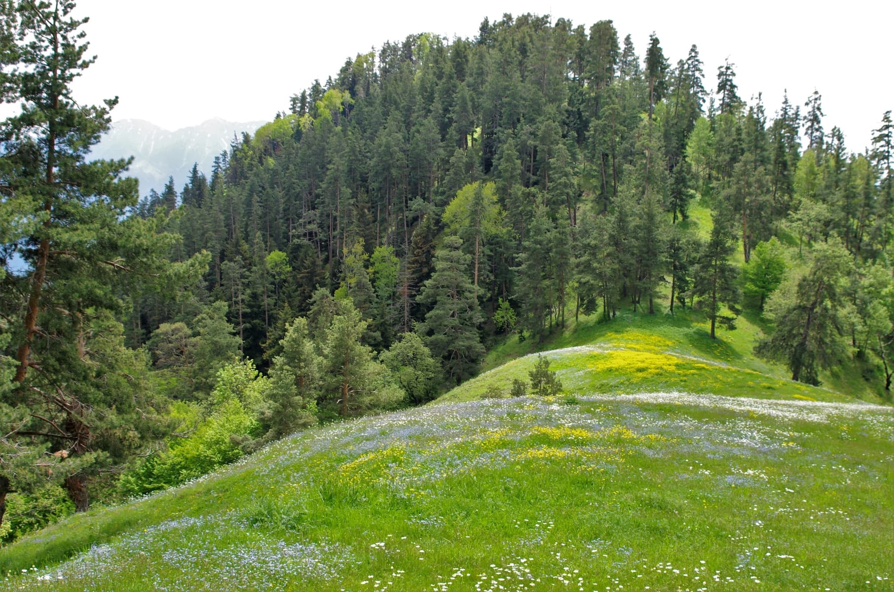 Borjomi-Kharagauli National Park