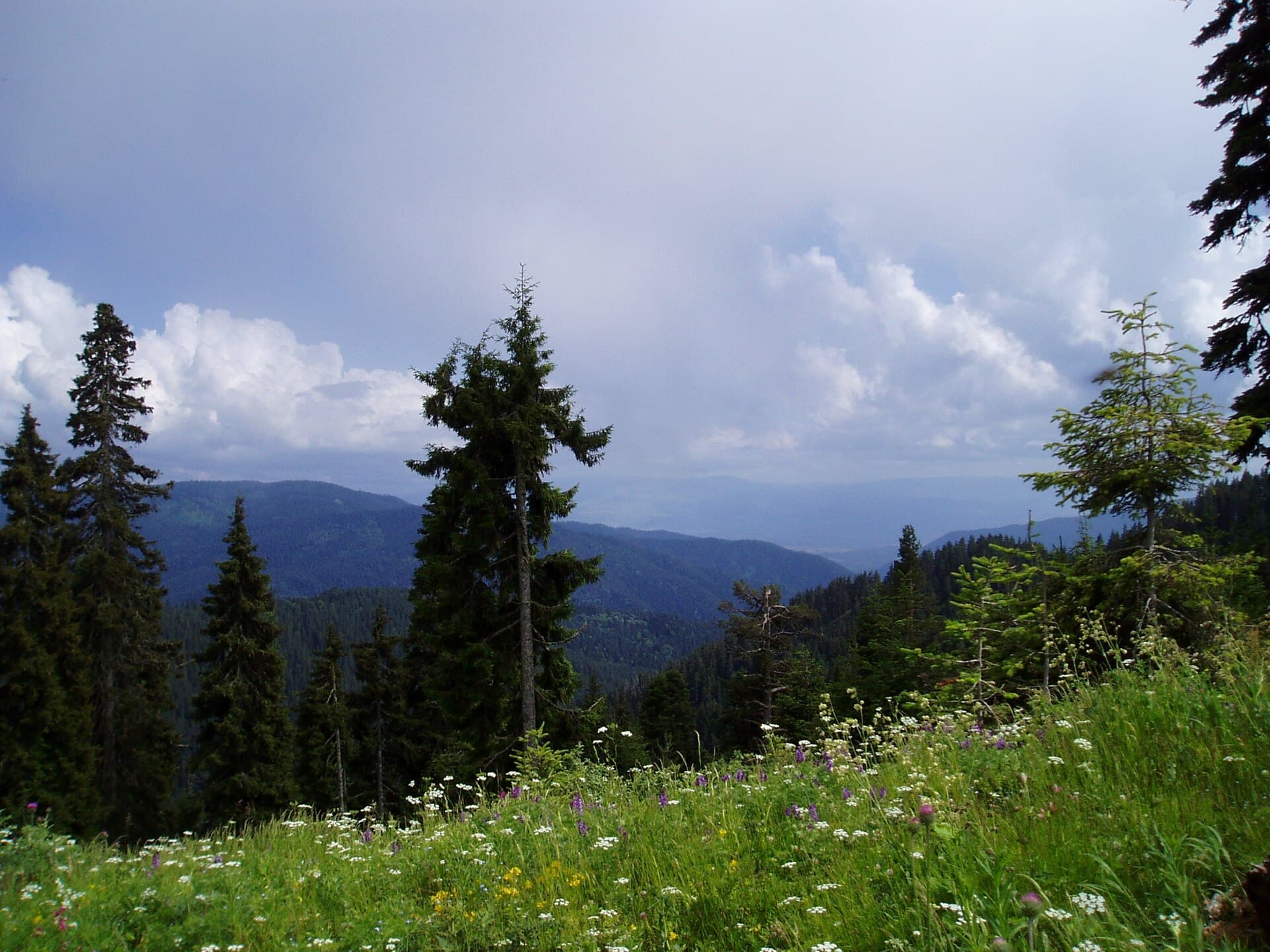 Borjomi-Kharagauli National Park