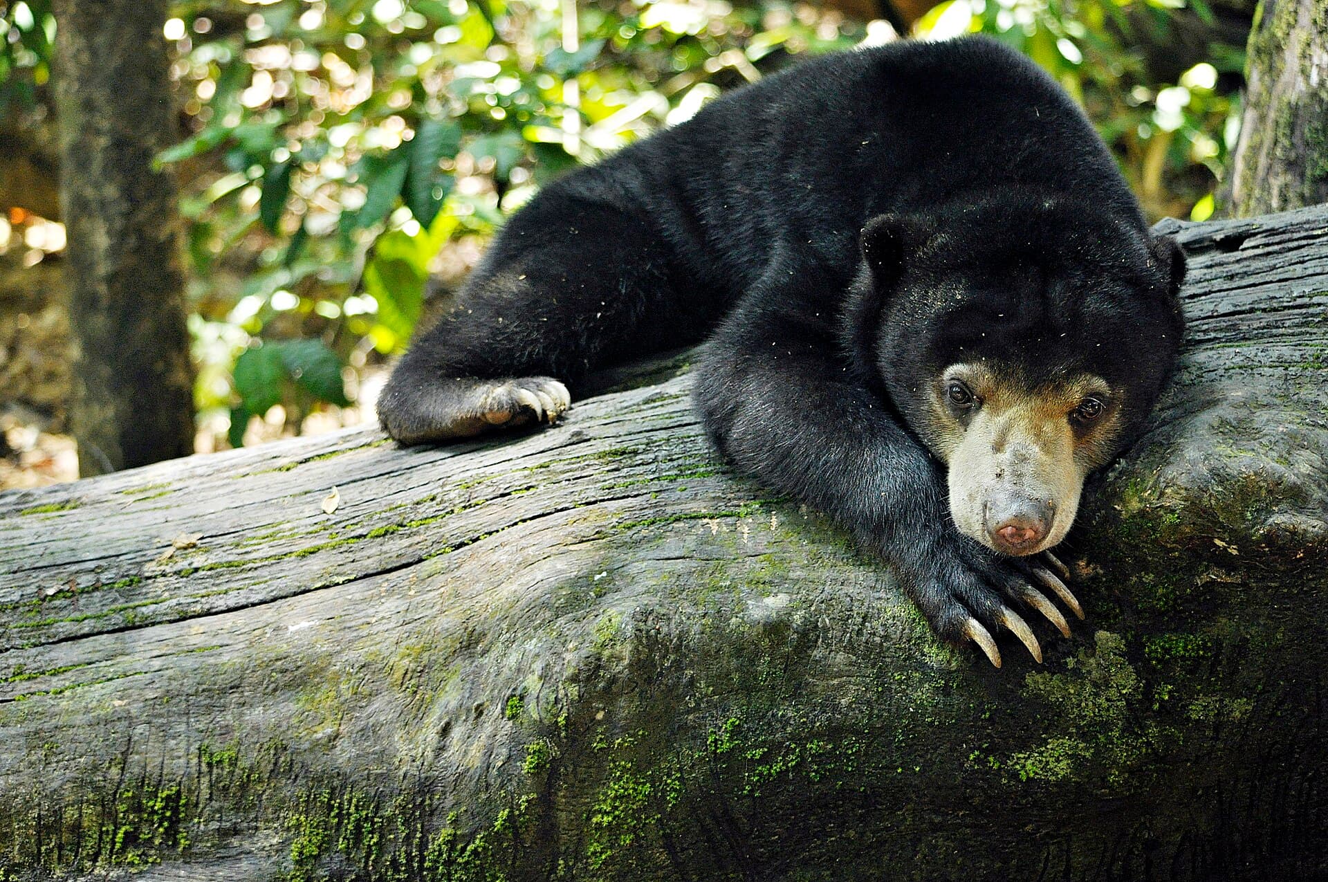 Bornean Sun Bear Conservation Centre