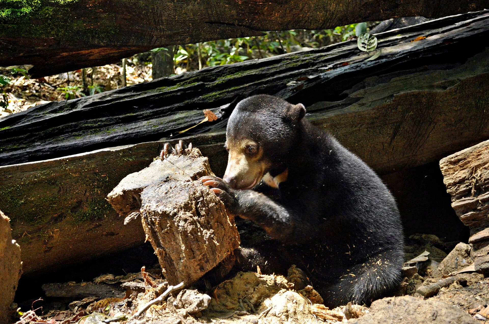A sun bear at the Bornean Sun Bear Conservation Centre