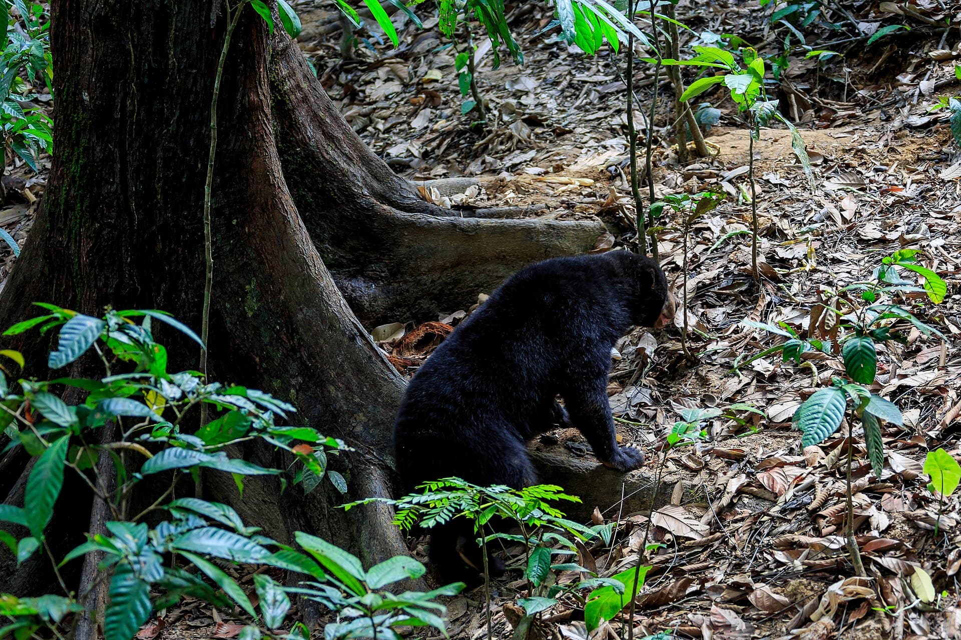A sun bear at the Bornean Sun Bear Conservation Centre
