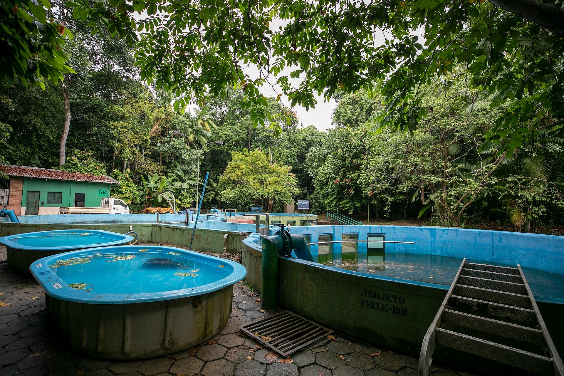 Bosque da Ciência (INPA Science Forest), Manaus