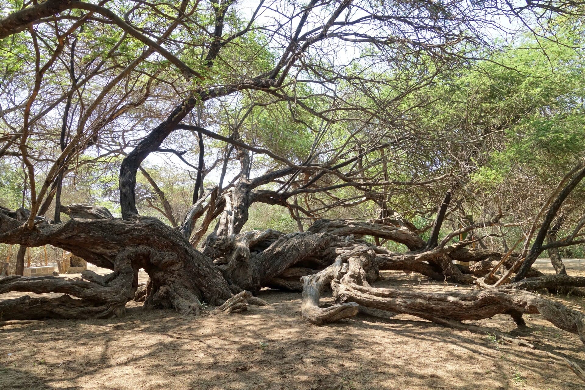 Bosque de Pómac