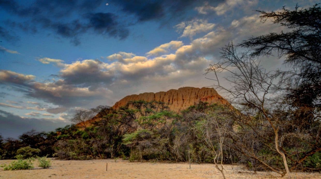 Bosque de Pómac