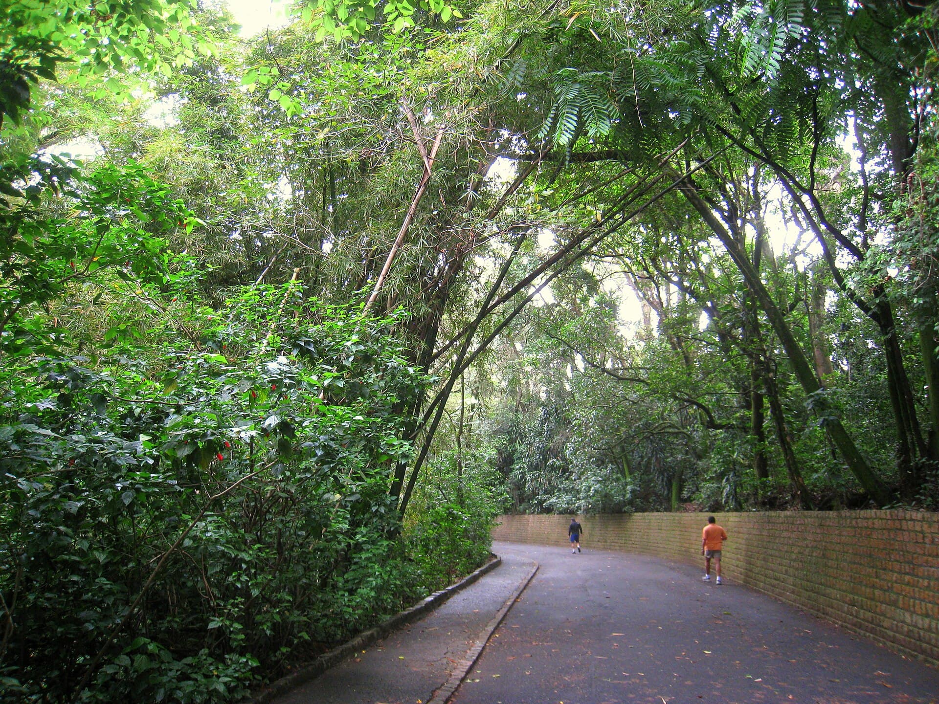 Bosque dos Jequitibás