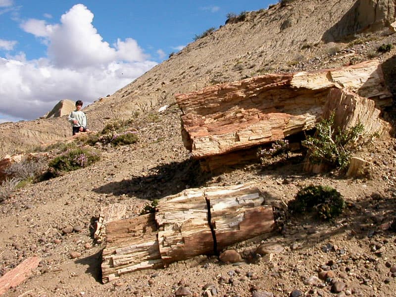 Sarmiento Petrified Forest, Comodoro Rivadavia