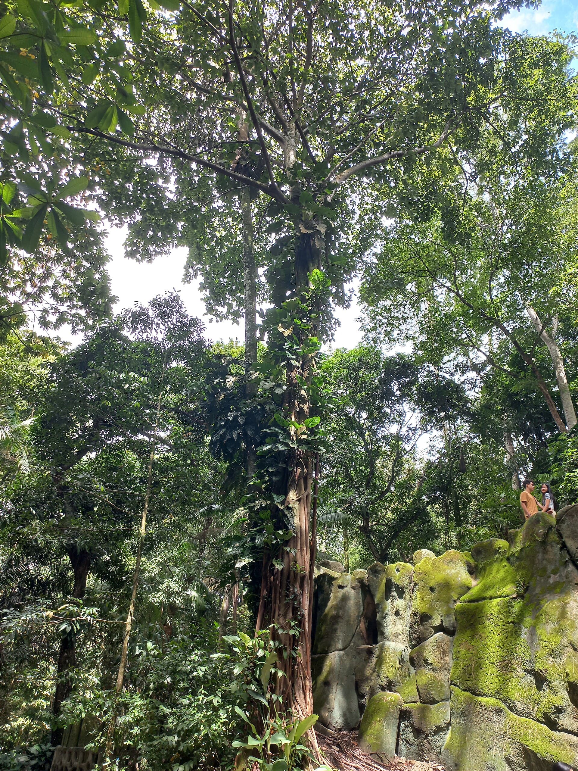 Bosque Rodrigues Alves, Belém