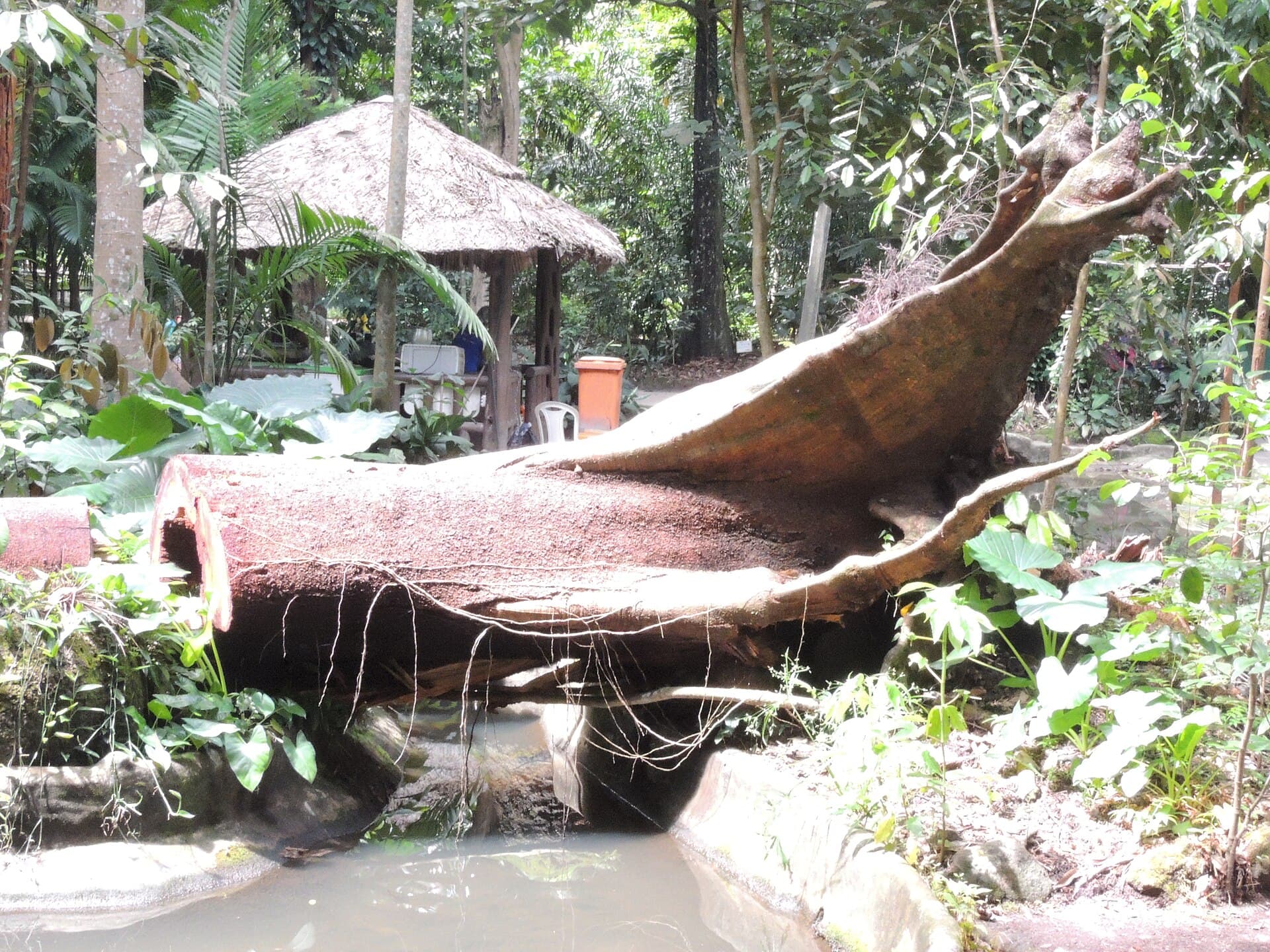 Bosque Rodrigues Alves, Belém