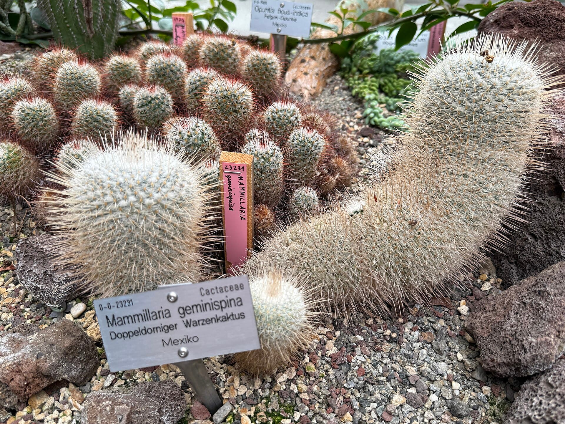 Innsbruck Botanical Garden, Innsbruck