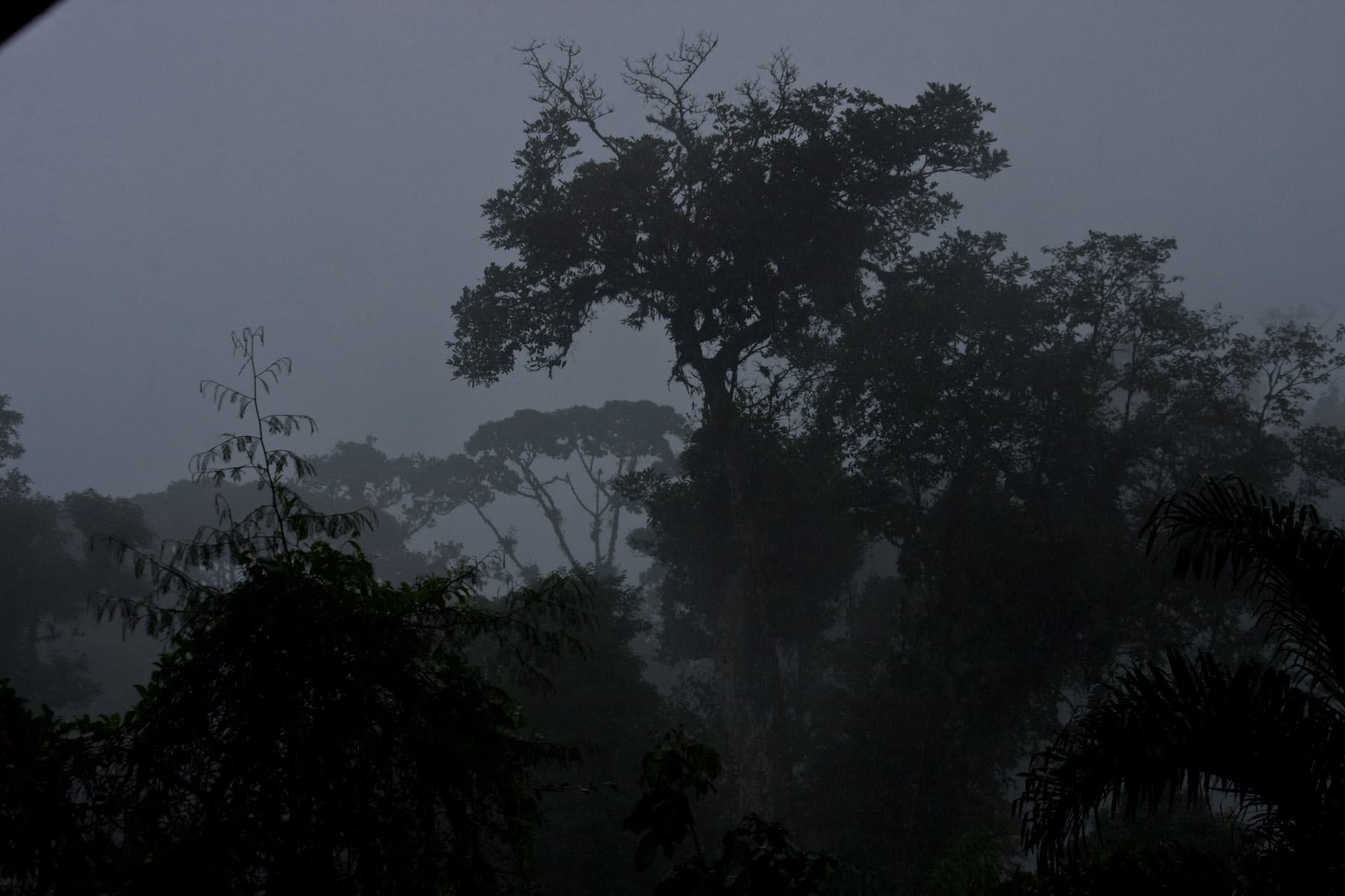 Braulio Carrillo rainforest
