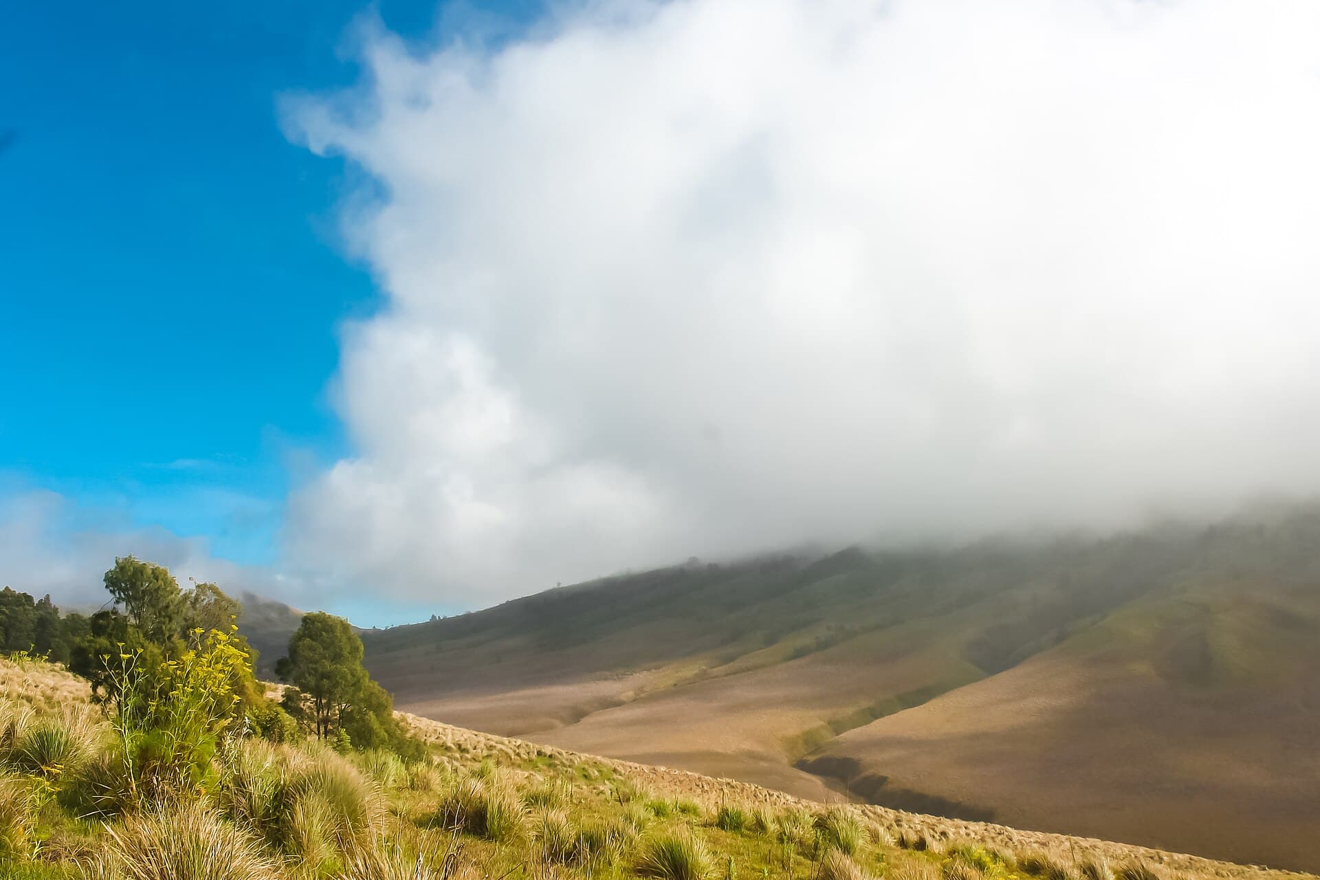 Bromo savanna