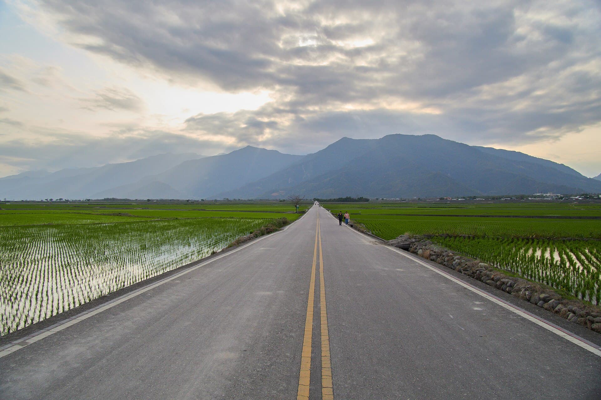 Rice fields on Brown Avenue, Chishang
