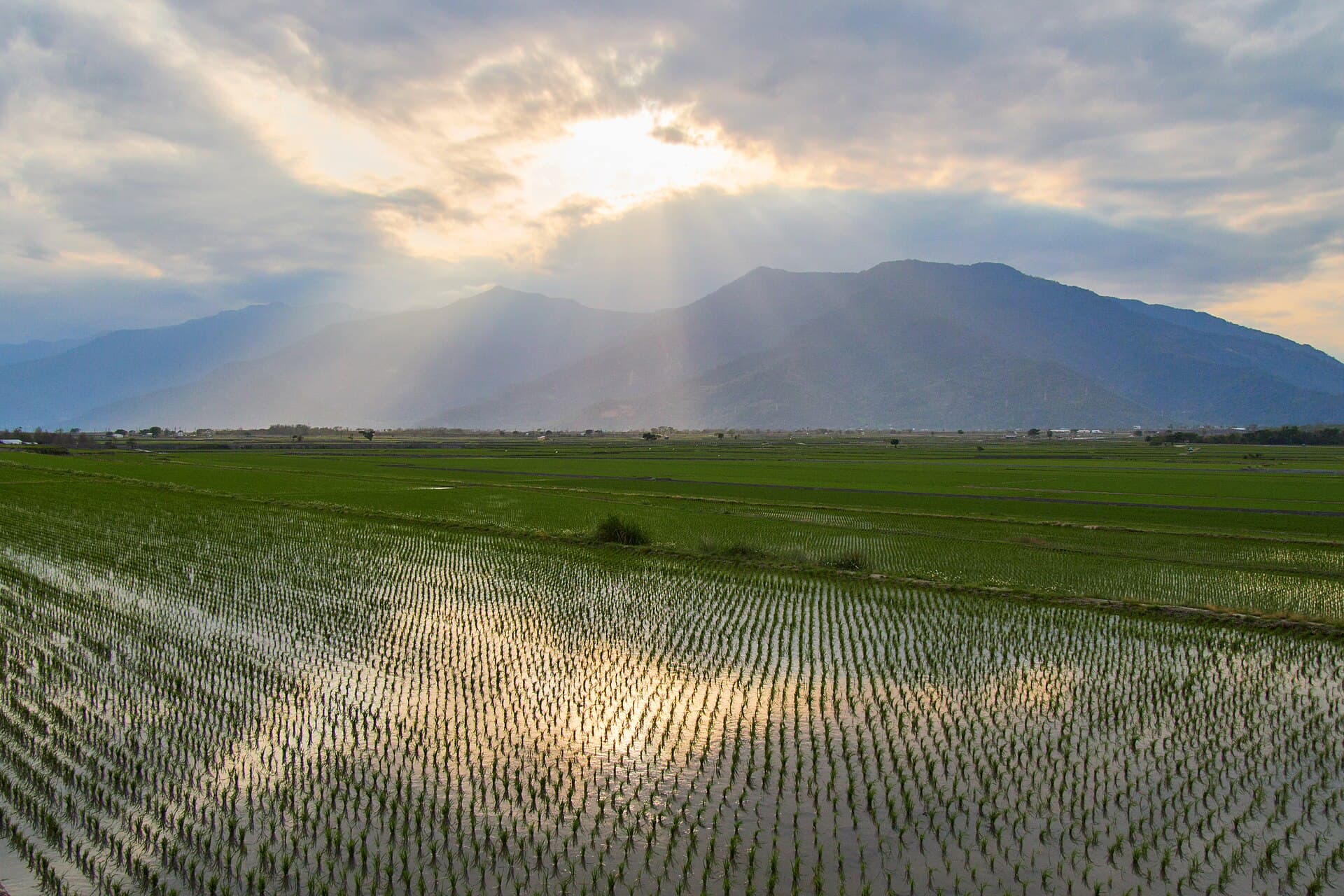 Rice fields on Brown Avenue, Chishang