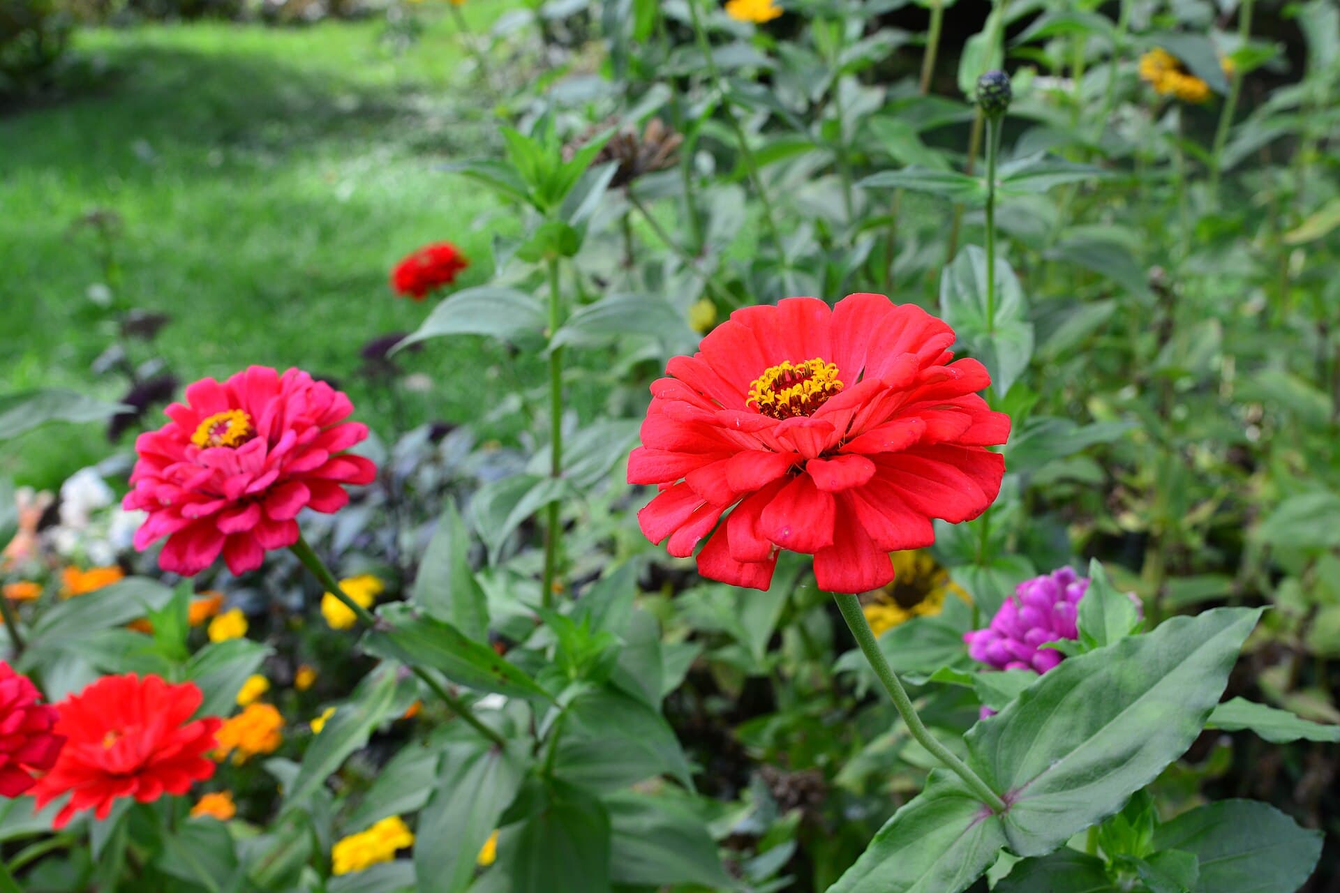 The Botanical Garden, Bucharest