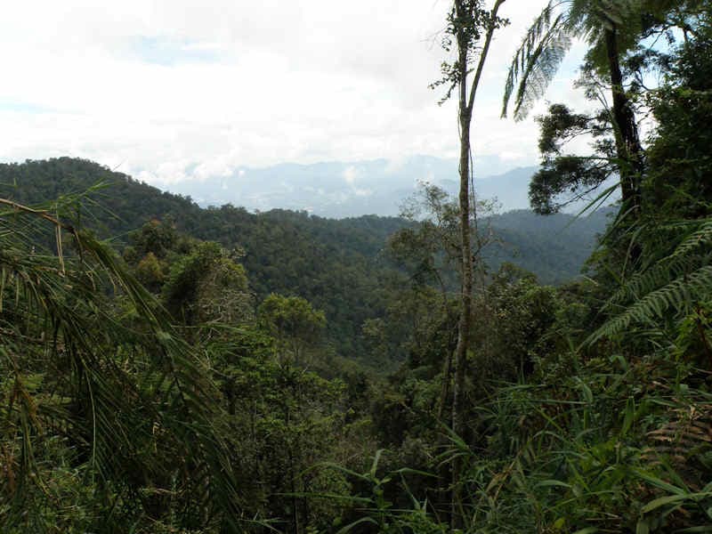 Bukit Larut (Maxwell Hill)