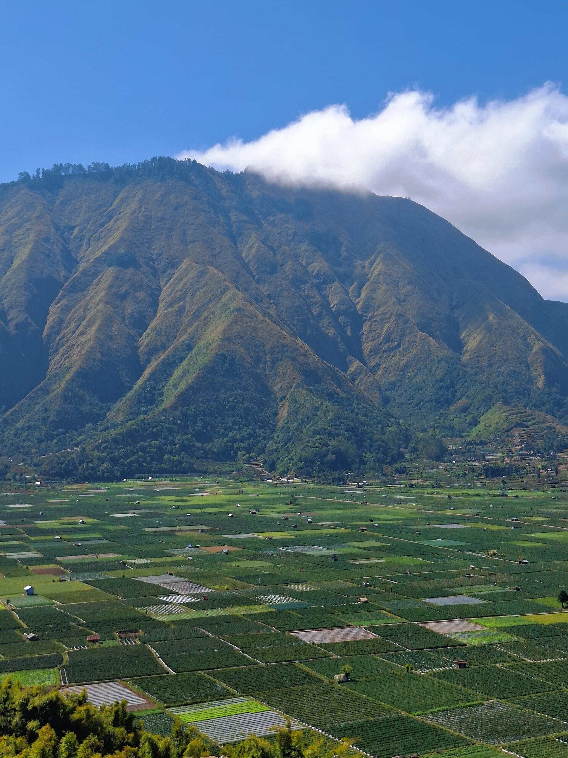 Sembalun valley from Bukit Selong