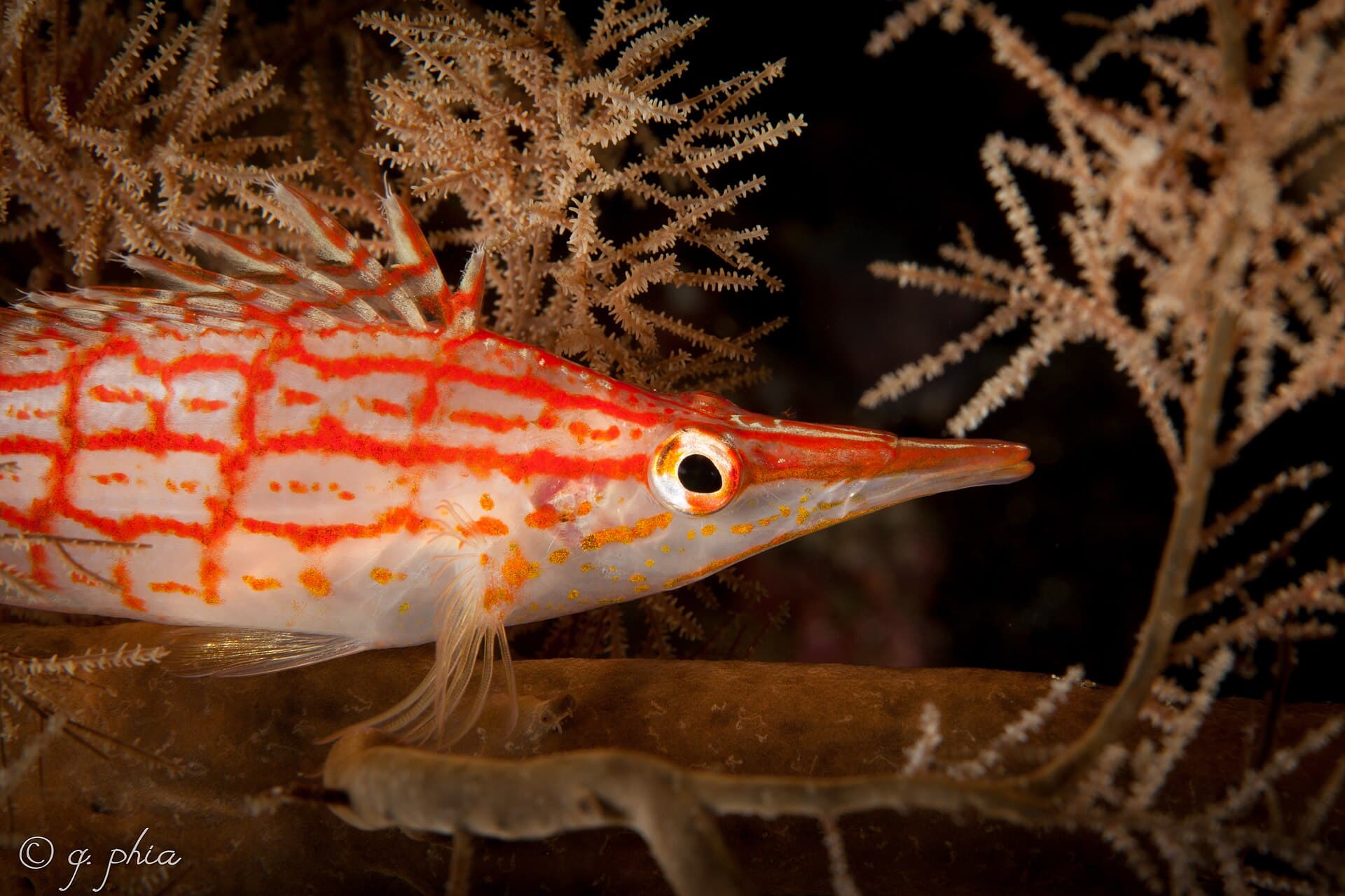 Bunaken National Marine Park, Manado