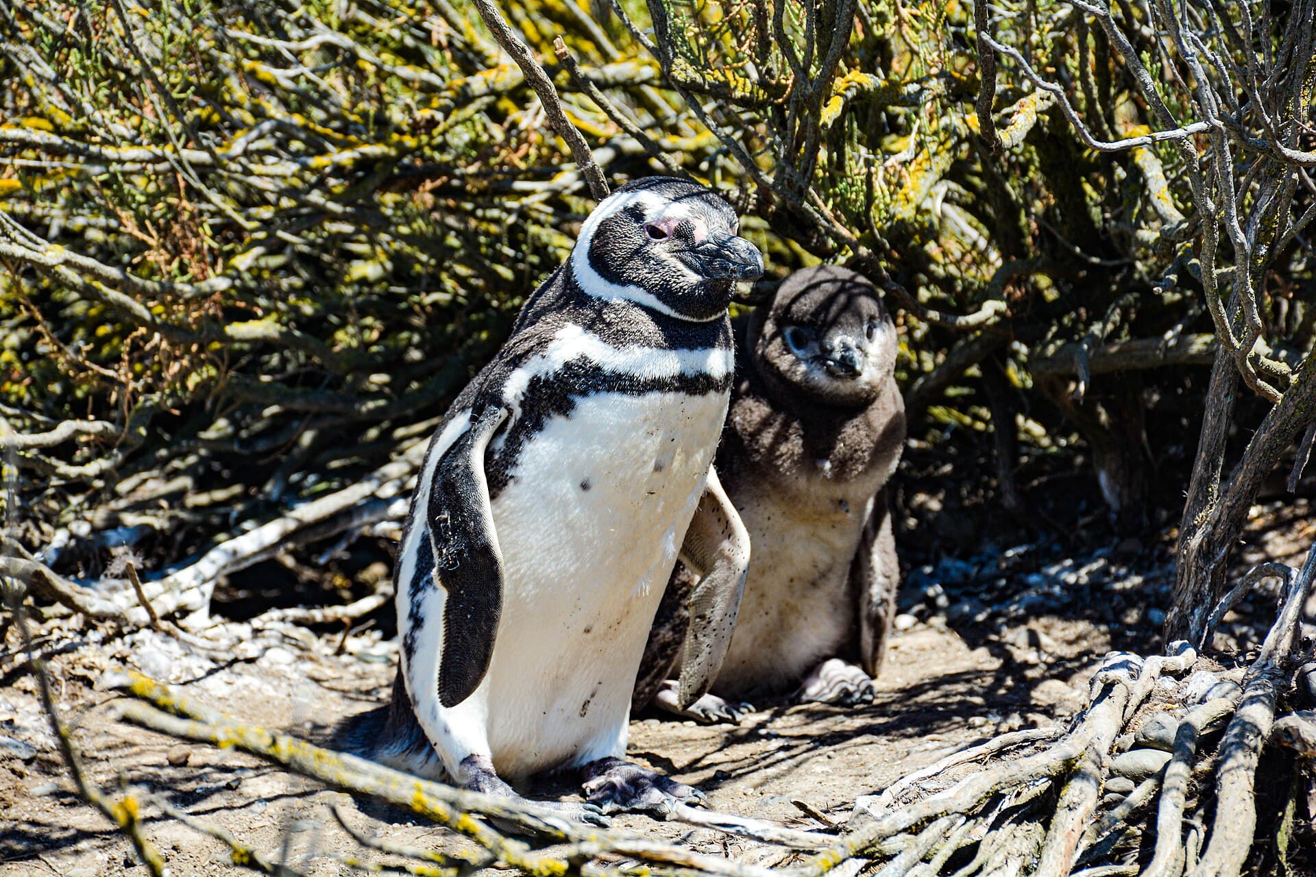 Cabo Vírgenes and its Penguin Colony, Río Gallegos
