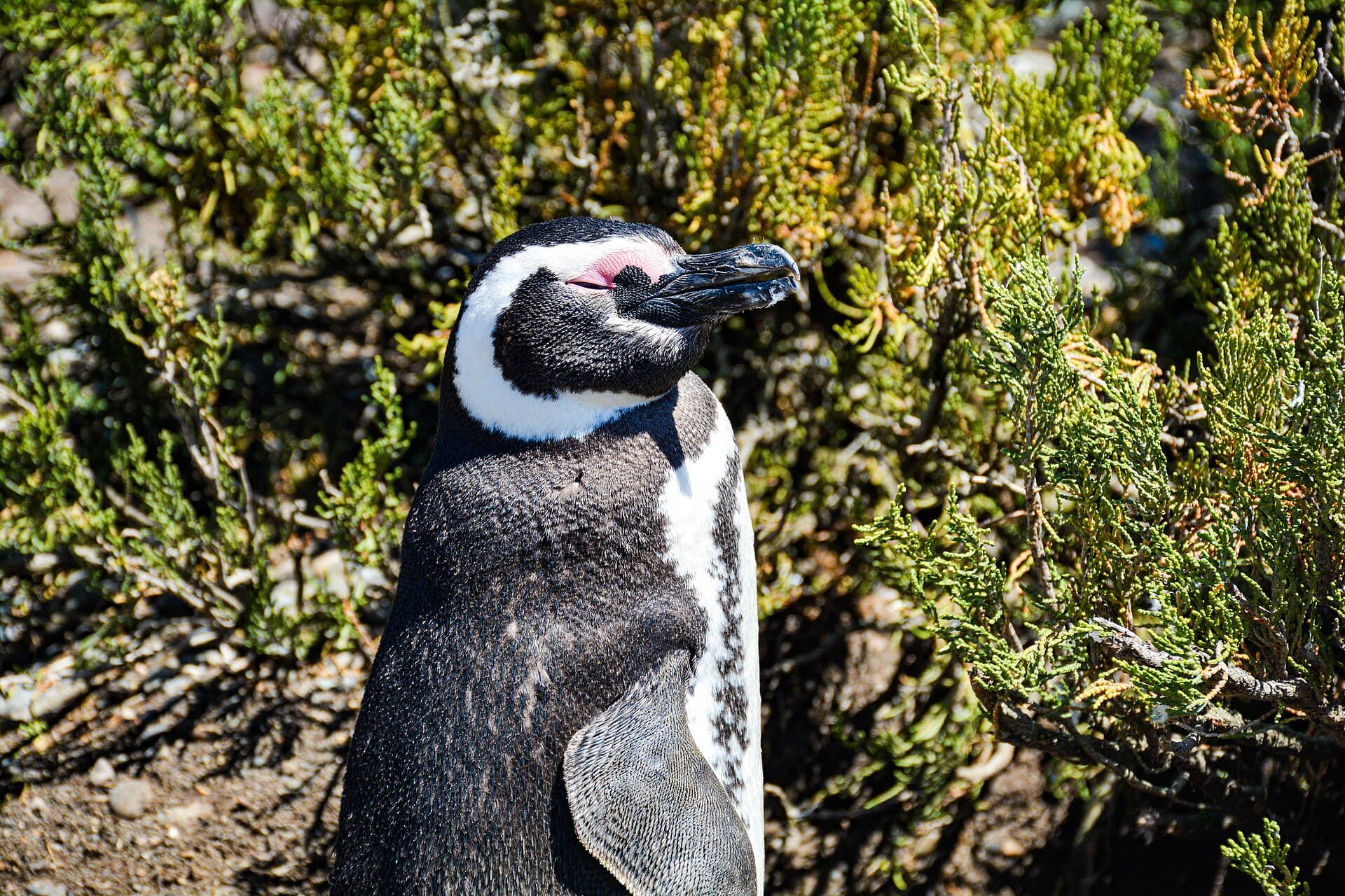 Cabo Vírgenes and its Penguin Colony, Río Gallegos