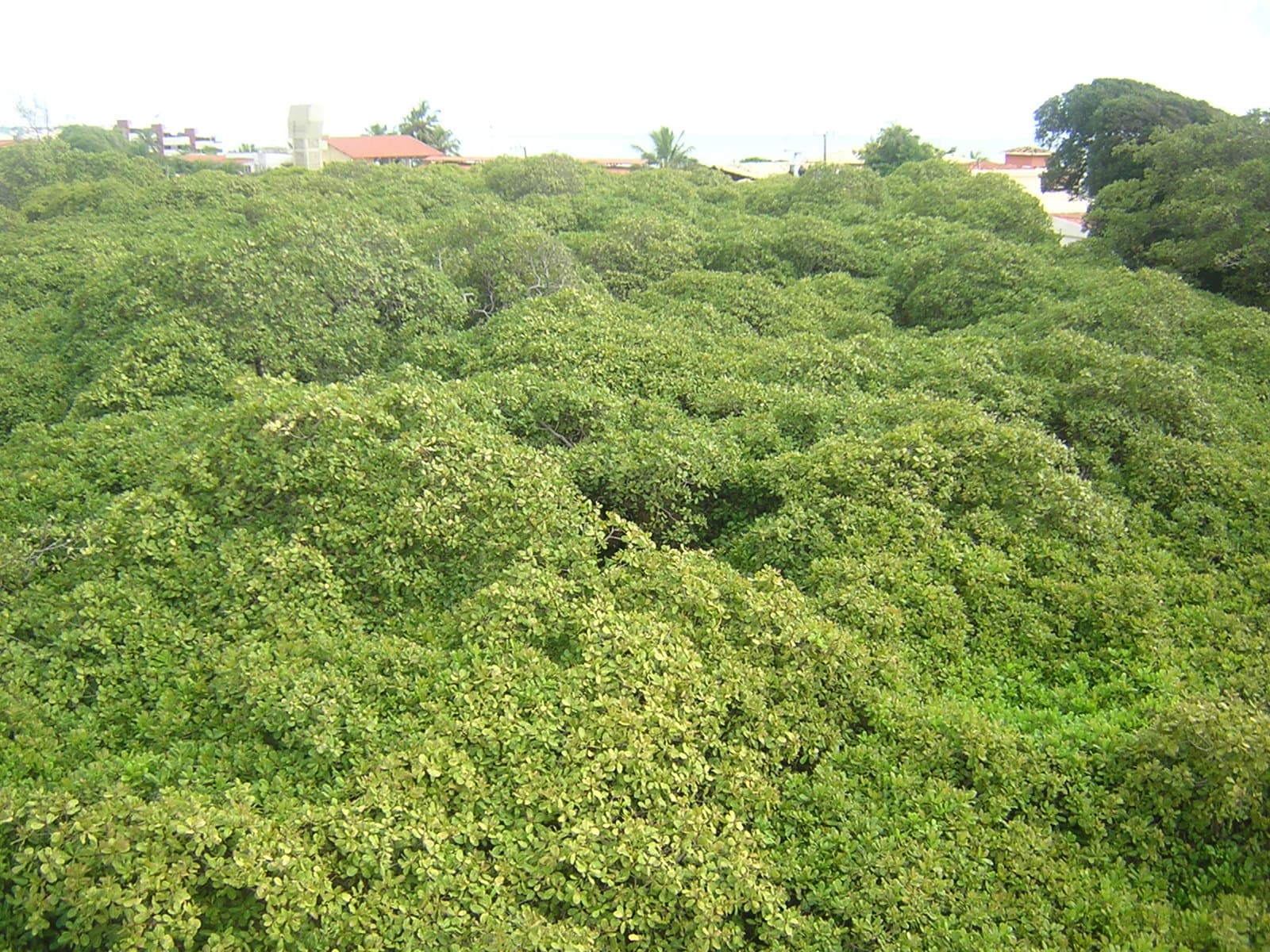 Cajueiro de Pirangi (Giant Cashew Tree), Natal