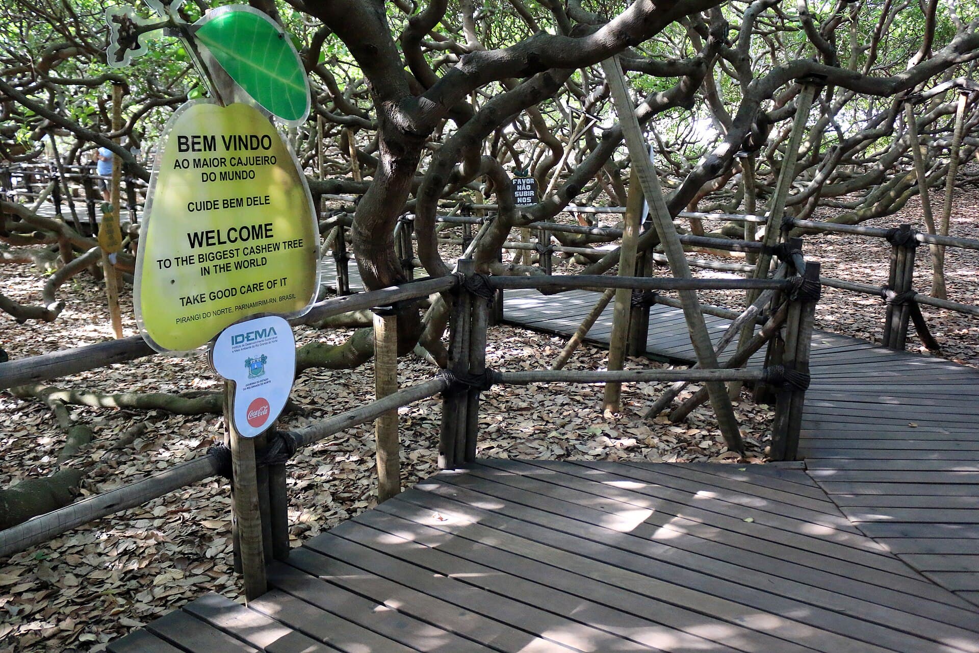 Cajueiro de Pirangi (Giant Cashew Tree), Natal
