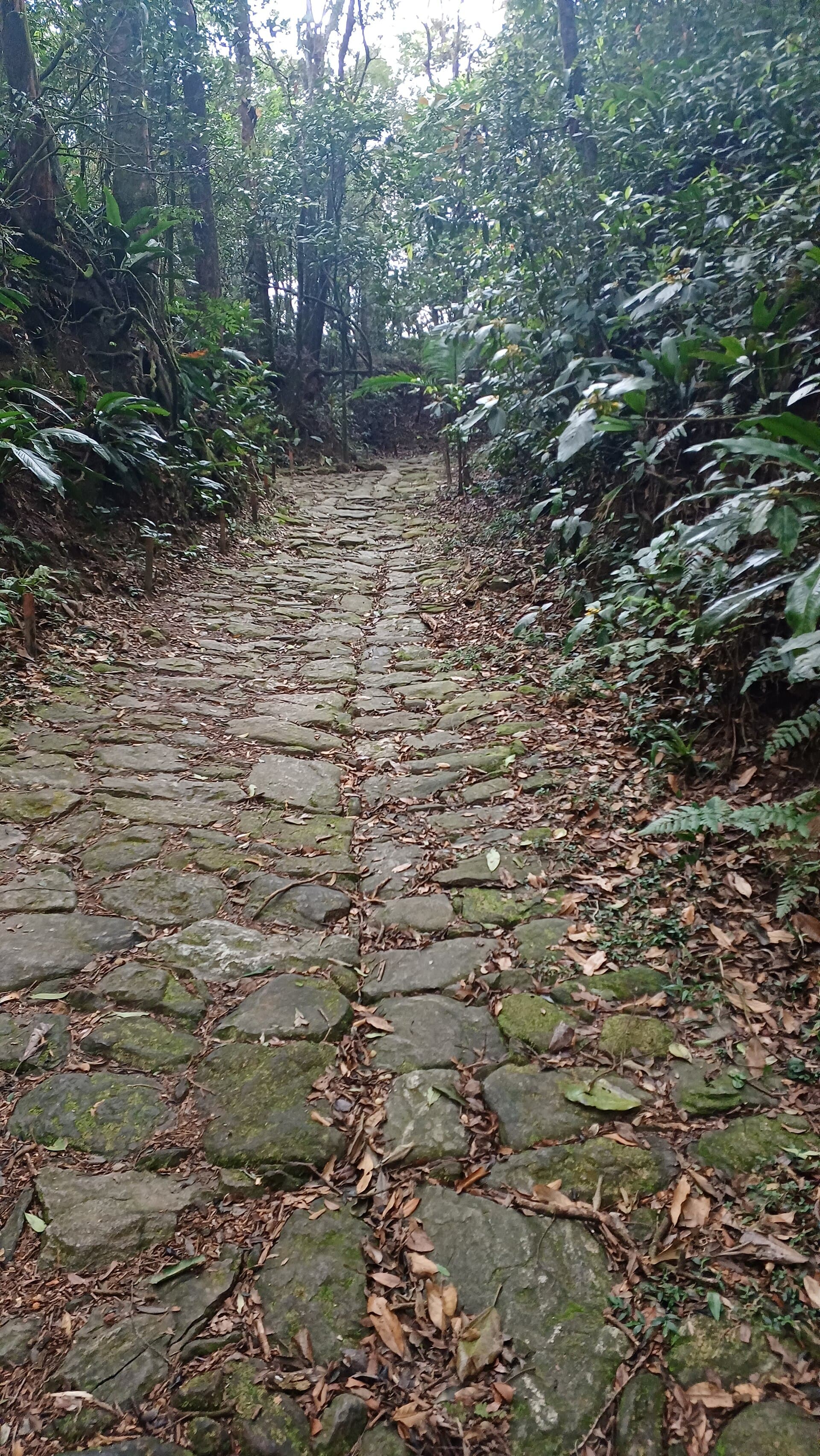Calçada do Lorena, Serra do Mar