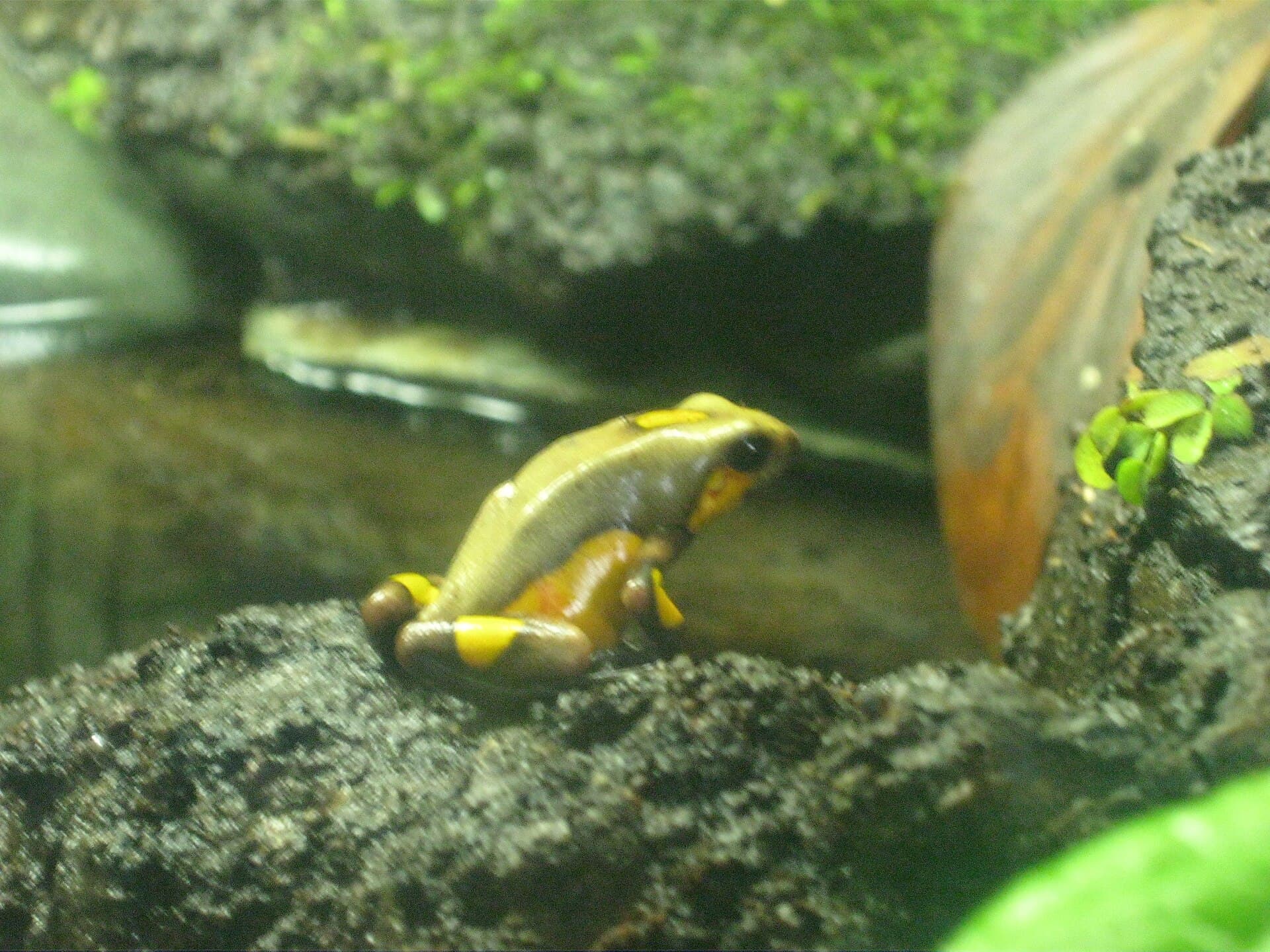 Cali Zoo