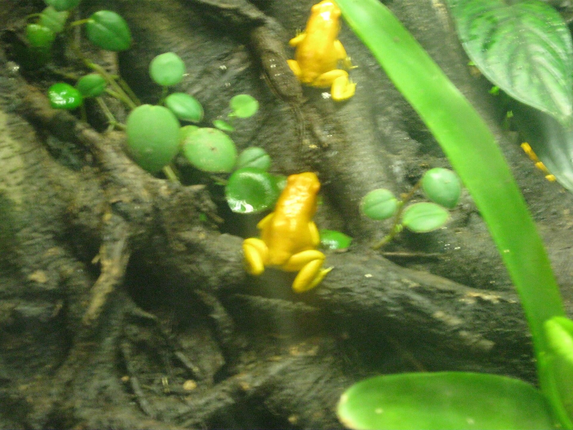 Cali Zoo