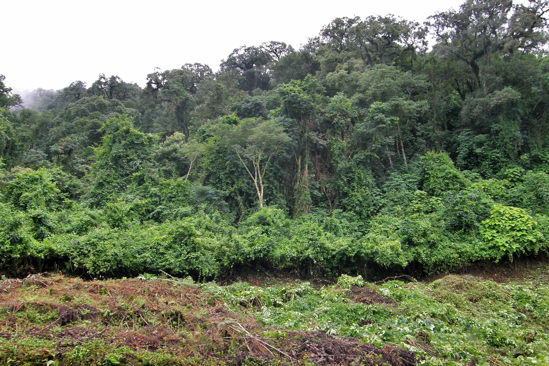 Calilegua National Park (Yungas cloud forest), San Salvador de Jujuy