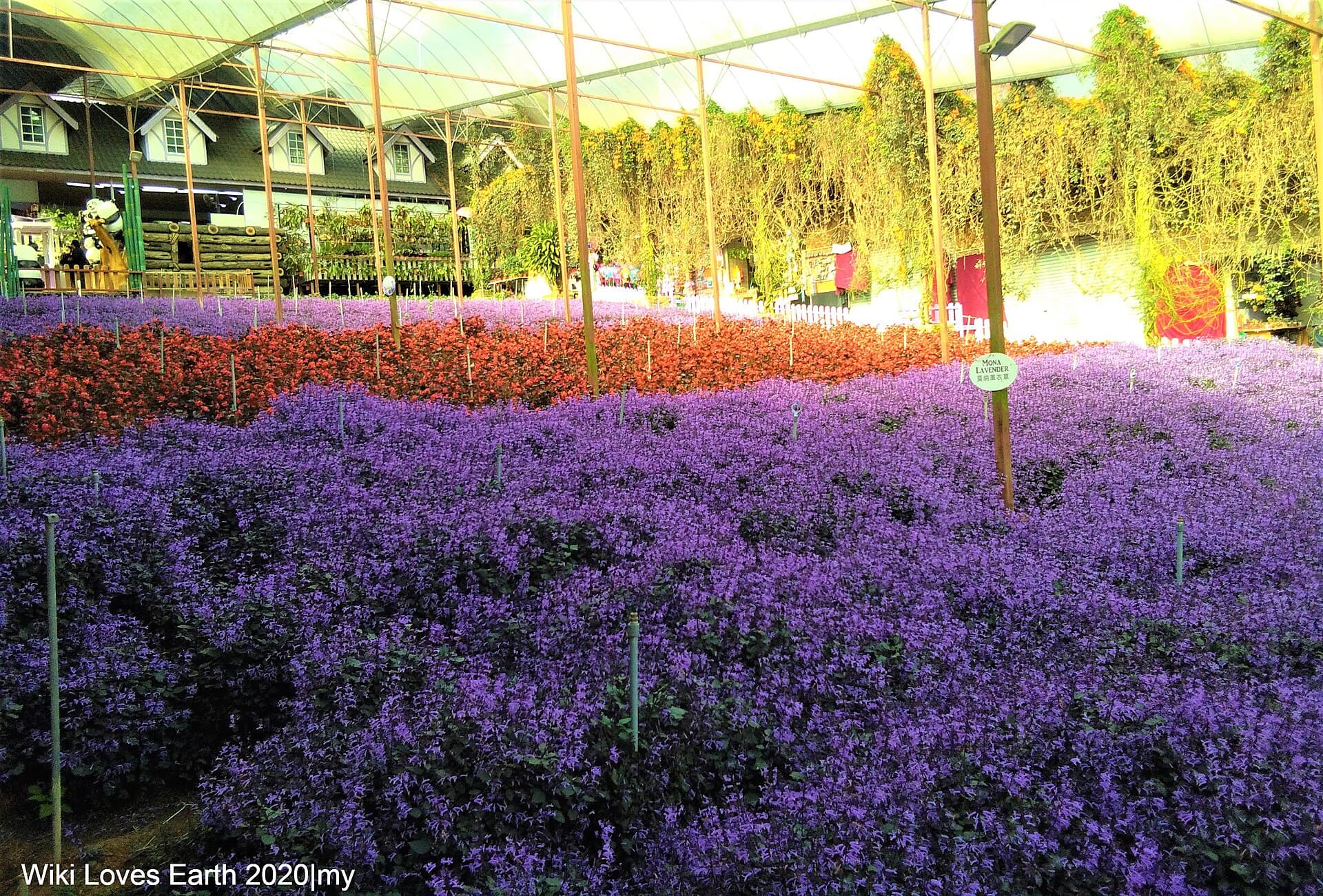 Cameron Lavender Garden