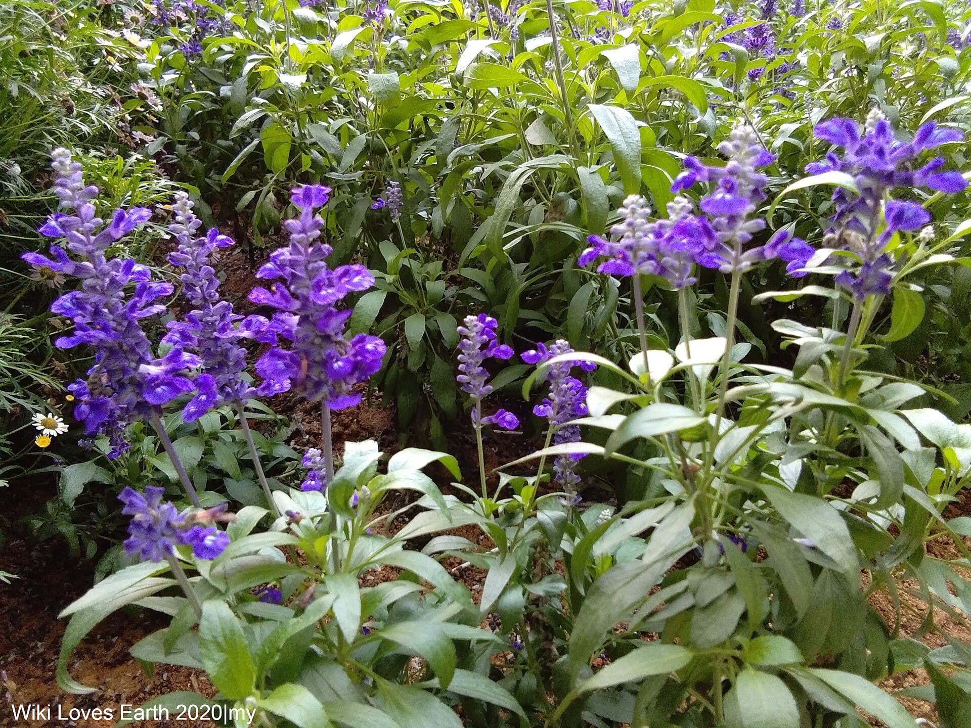 Cameron Lavender Garden