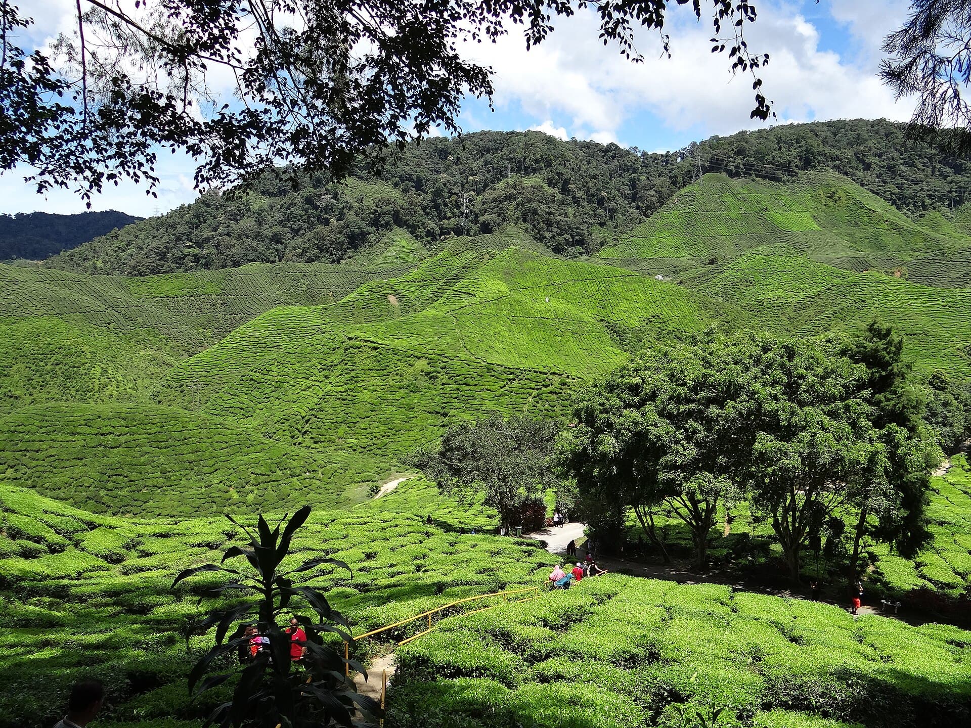 Cameron Valley Tea House