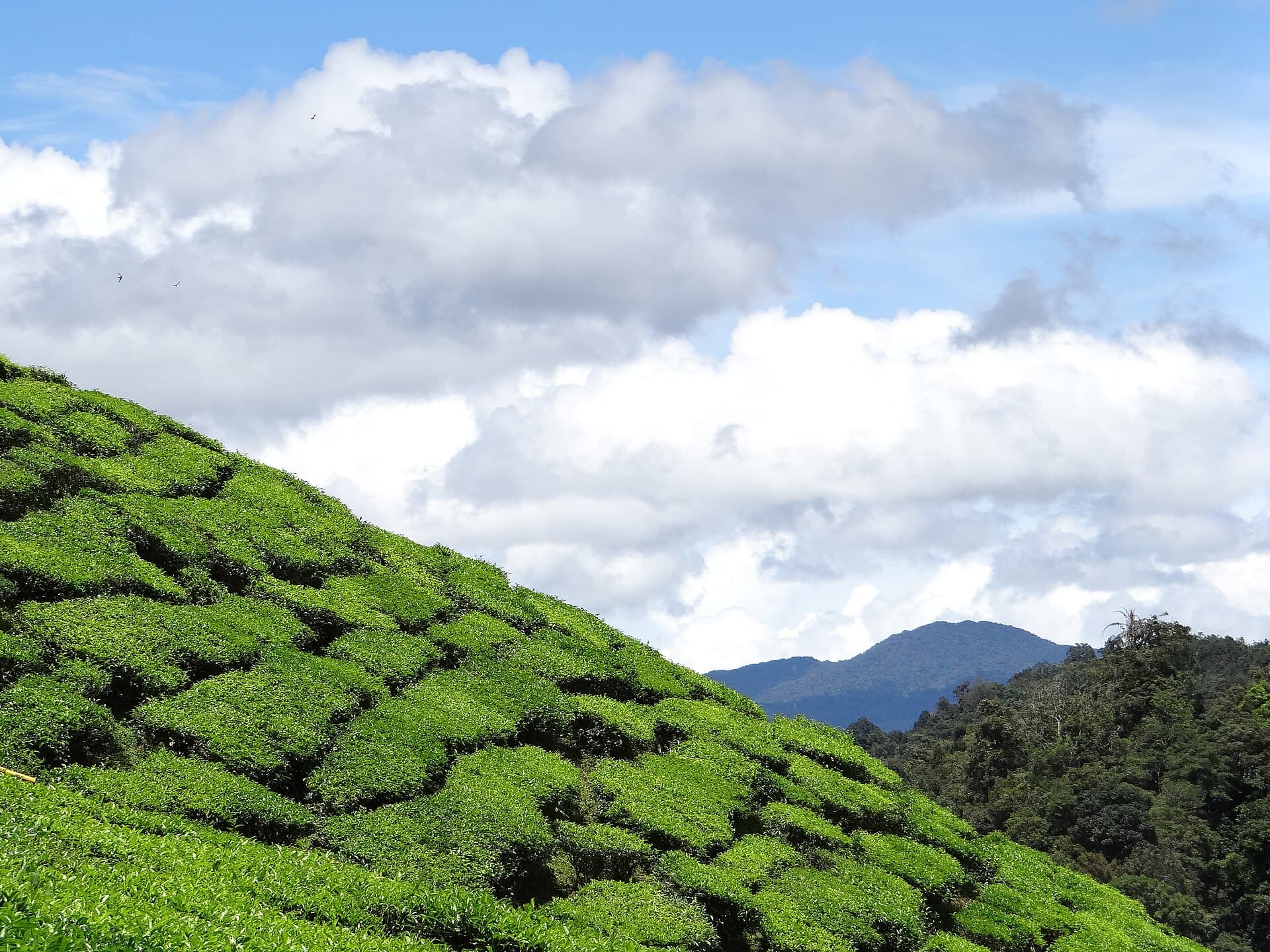 Cameron Valley tea estate