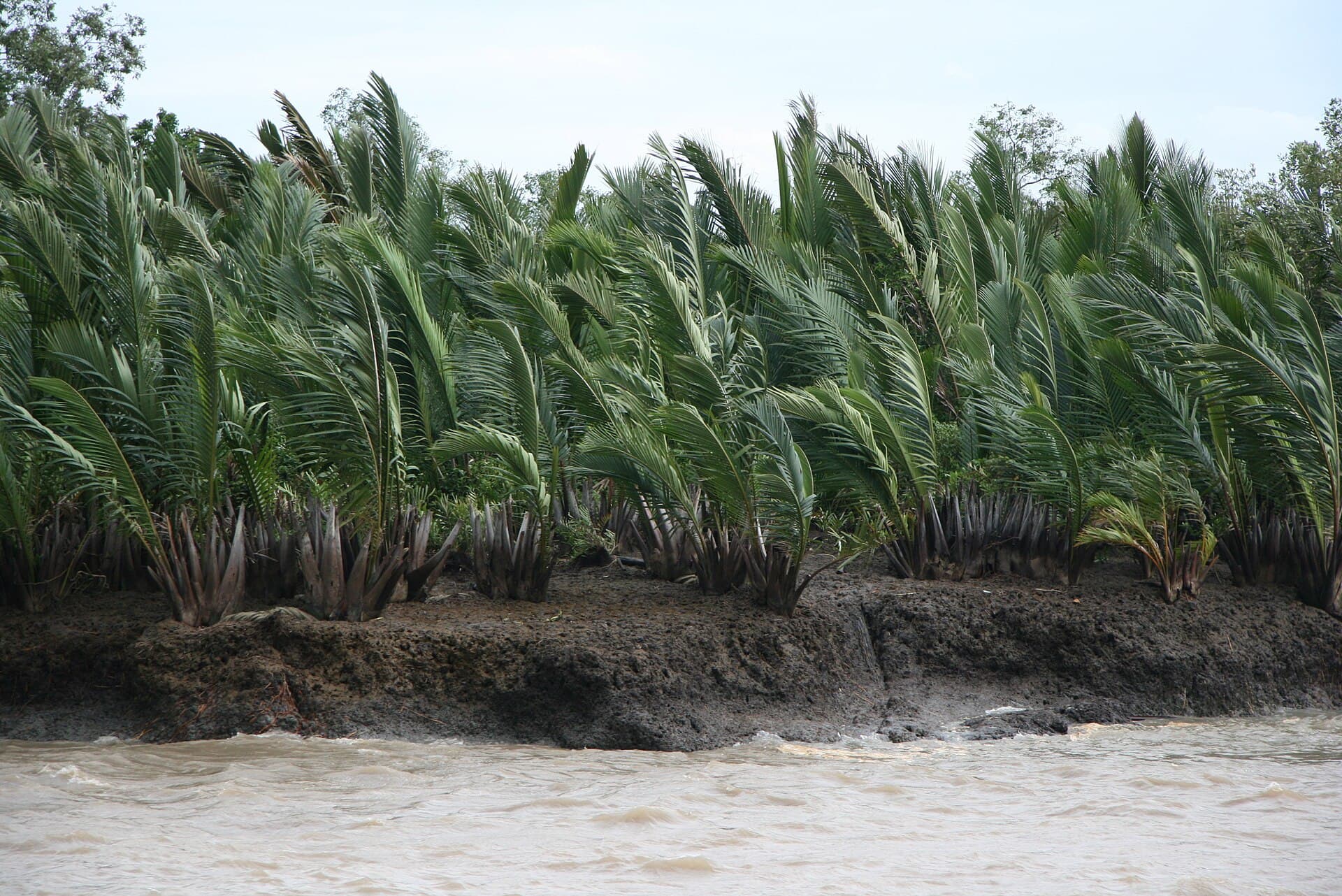 Can Gio Mangrove Forest, Ho Chi Minh City