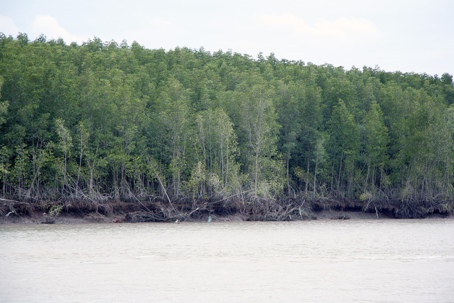 Can Gio Mangrove Forest, Ho Chi Minh City