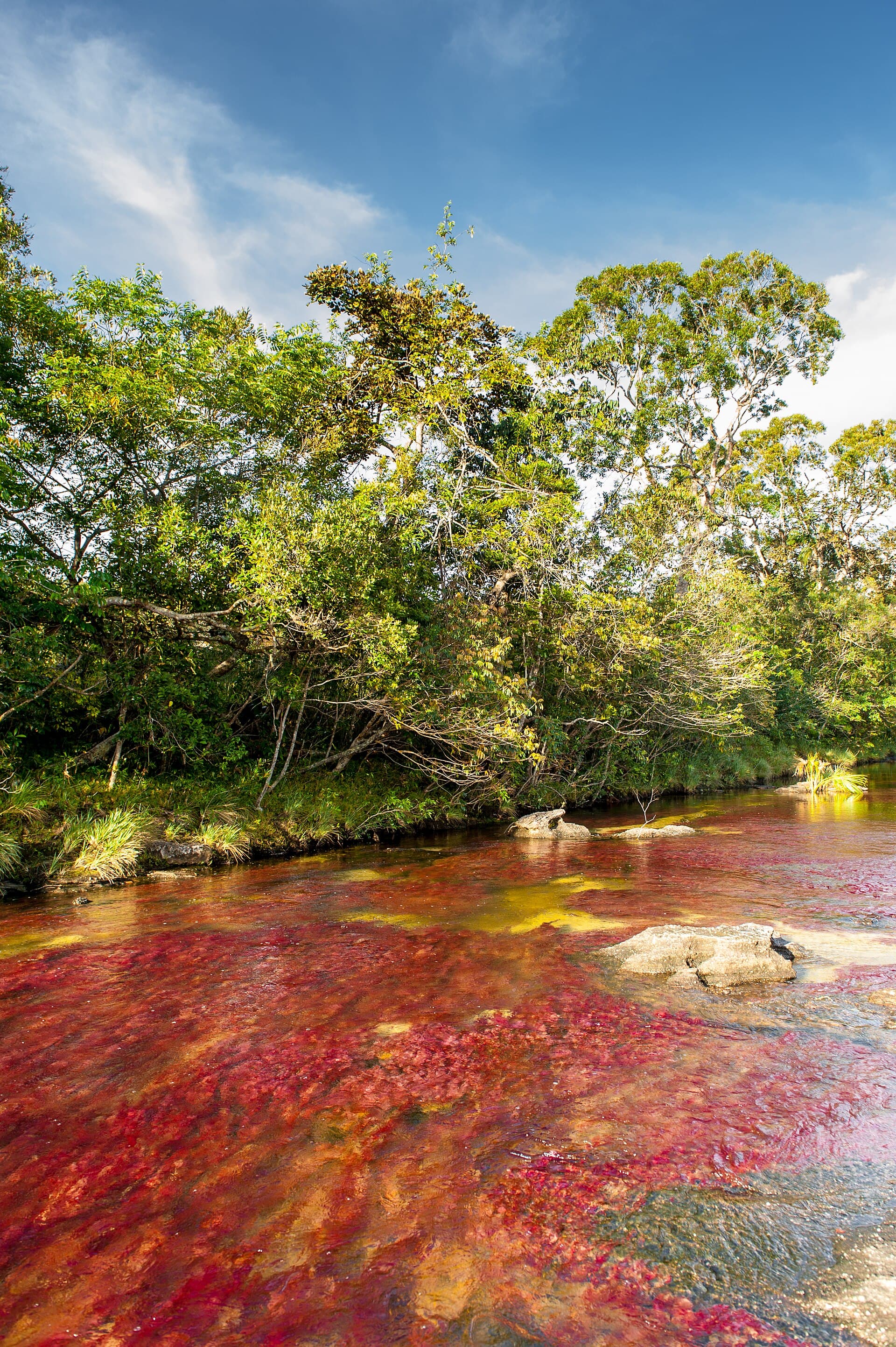 Caño Cristales