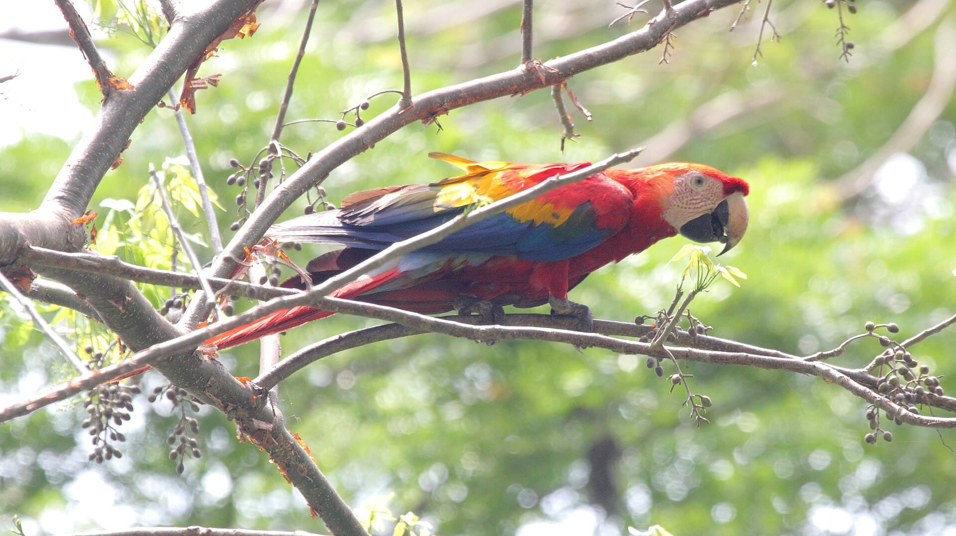Scarlet macaw in Carara National Park