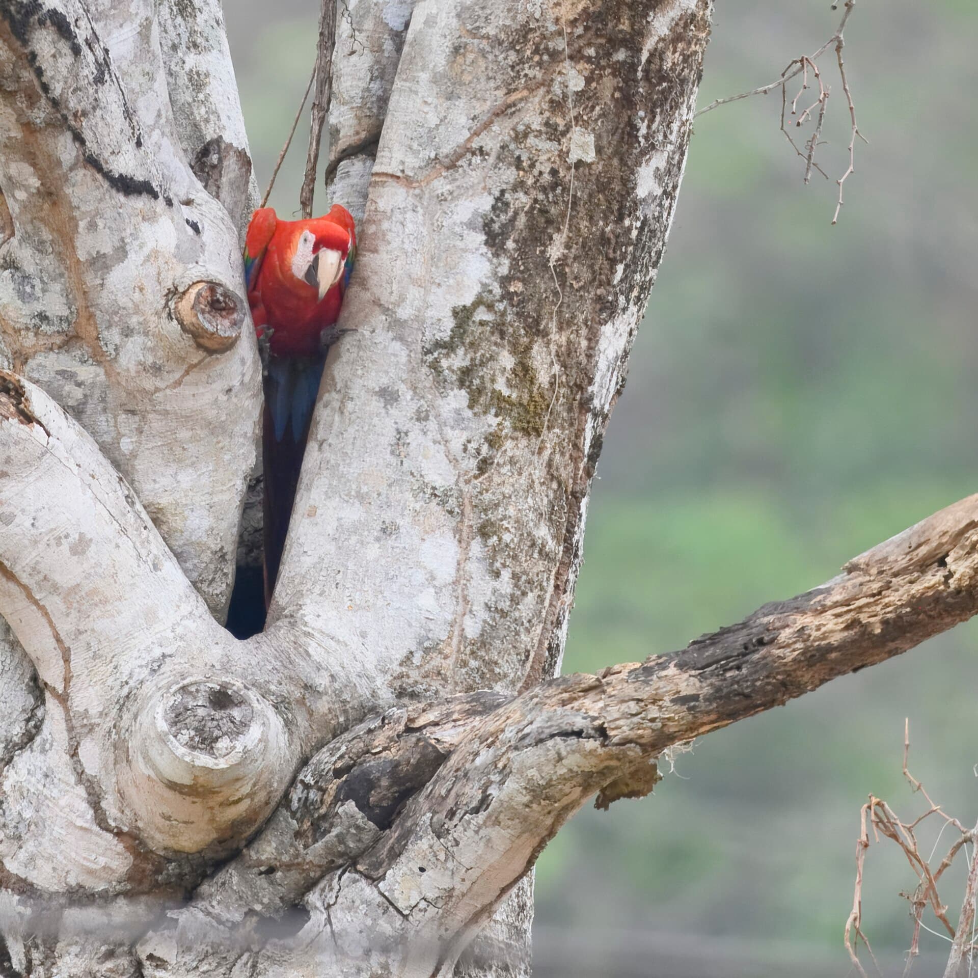 Scarlet macaw in Carara National Park