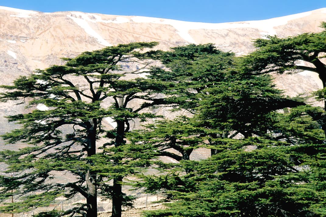 Bsharri